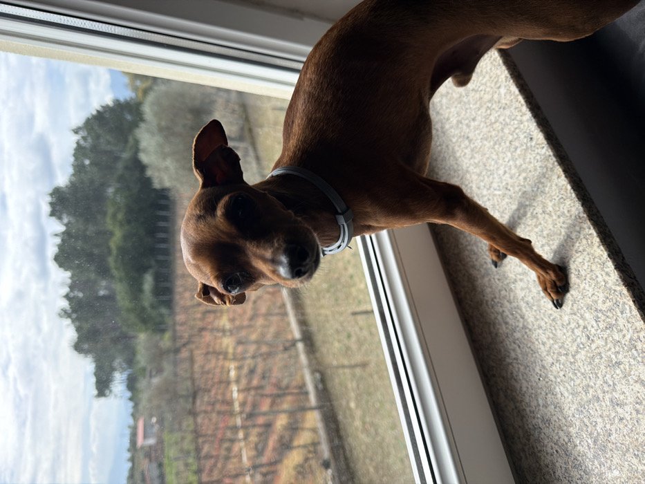 A small, reddish-brown, short-haired dog, wearing a light grey collar, stands on a light-colored, speckled granite window sill. The dog, resembling a Miniature Pinscher, faces forward with its head slightly tilted, looking directly towards the viewer. Its front paws are visible on the sill. A white uPVC window frame borders the outdoor scene. This scene is located in Vila Real, Portugal, and displays a rural landscape dominated by a vineyard with numerous rows of dormant, reddish-brown vines. Beyond the vineyard, olive trees and a dense line of dark green trees are visible, with a single-story building featuring a reddish-brown roof on the far left. The sky is partly cloudy, showing grey clouds interspersed with blue patches and faint distant mountains on the horizon.