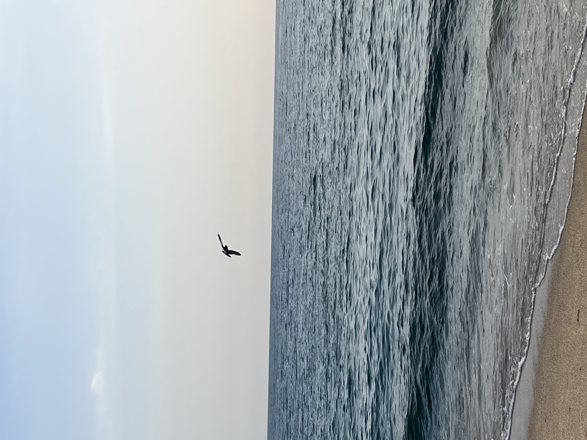 The image shows a coastal scene, likely a beach, with a bird in flight. The sky is light grey, possibly indicating early morning or late afternoon. A single dark bird is silhouetted against the sky. The sea is textured with small waves, transitioning to a sandy beach on the right edge of the frame. The location is potentially Alanya, Turkey.