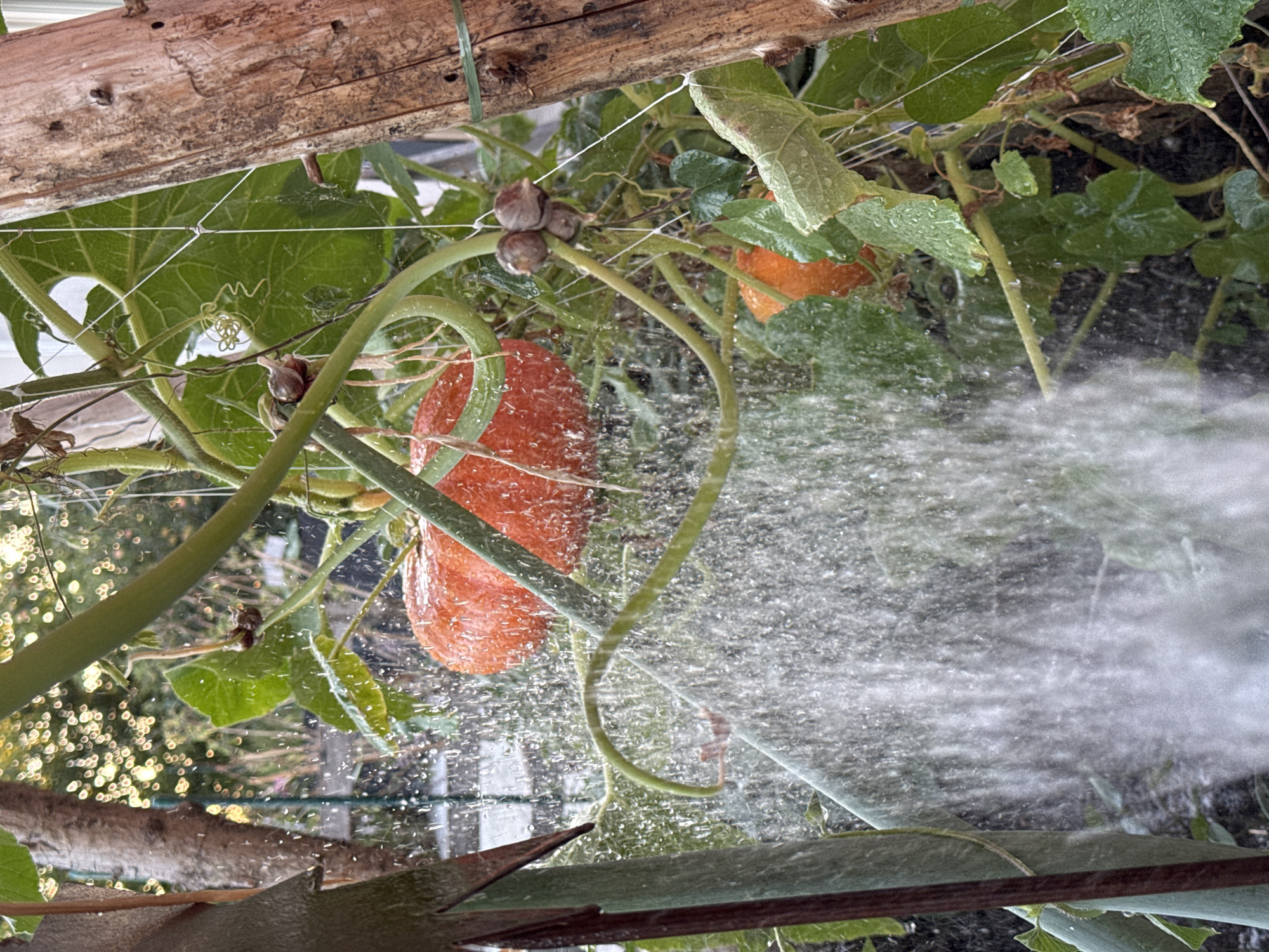 An orange pumpkin is growing on a vine, with water being sprayed on it from the left side of the image. The pumpkin is round and plump, with a smooth, glossy skin. The vine is green and leafy, with tendrils that curl around nearby objects. The water spray creates a misty effect, obscuring some of the background details. The setting appears to be a garden or farm, possibly in Wettstetten, Germany, given the context.