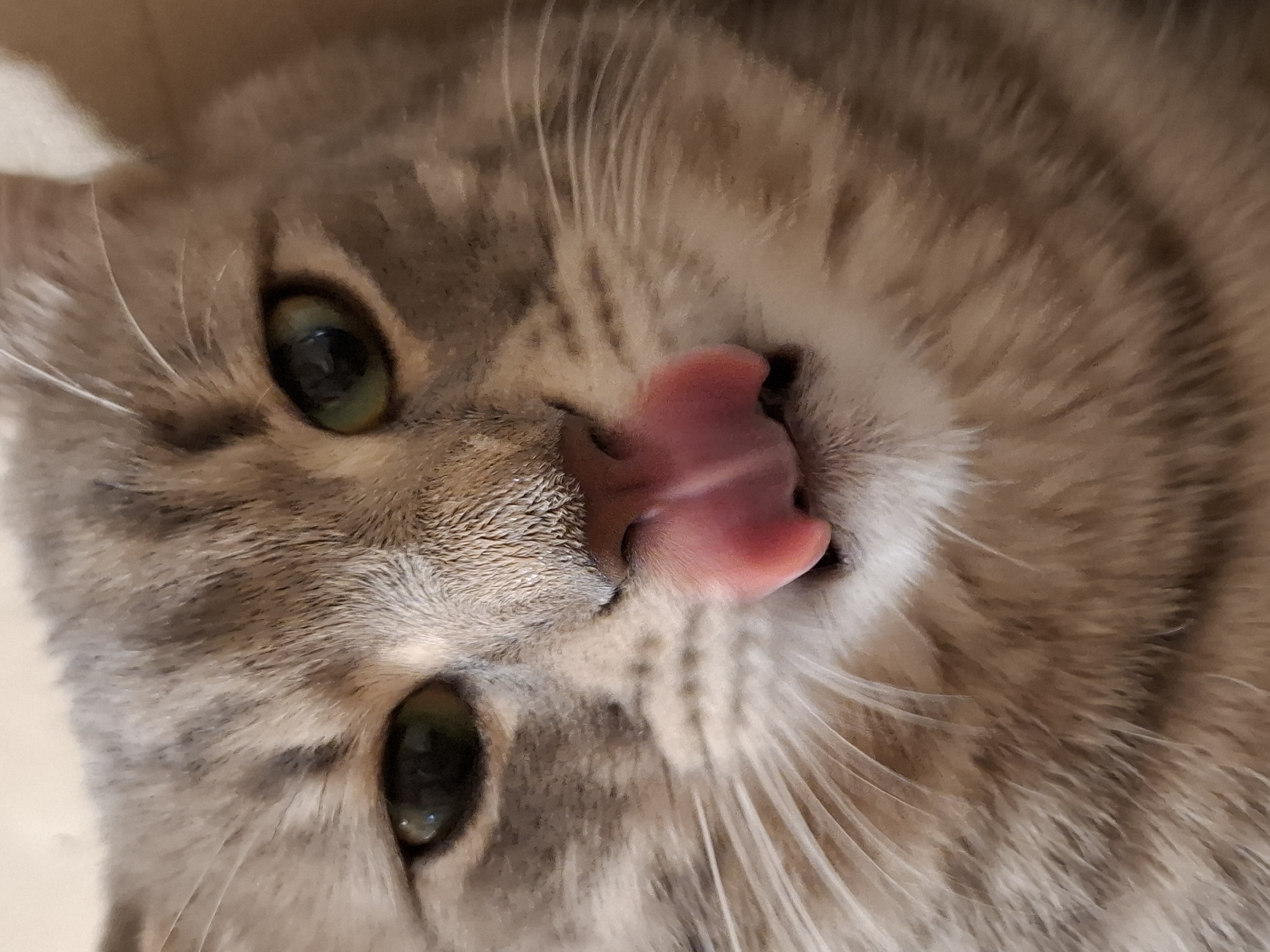 A close-up shot of a grey tabby cat lying on its back. The cat's head is at an angle, with its green eyes visible. Its pink tongue is slightly sticking out. The cat's fur is a mix of grey and beige tones. The background is a blurred light tan color. The location is not discernible from the image.