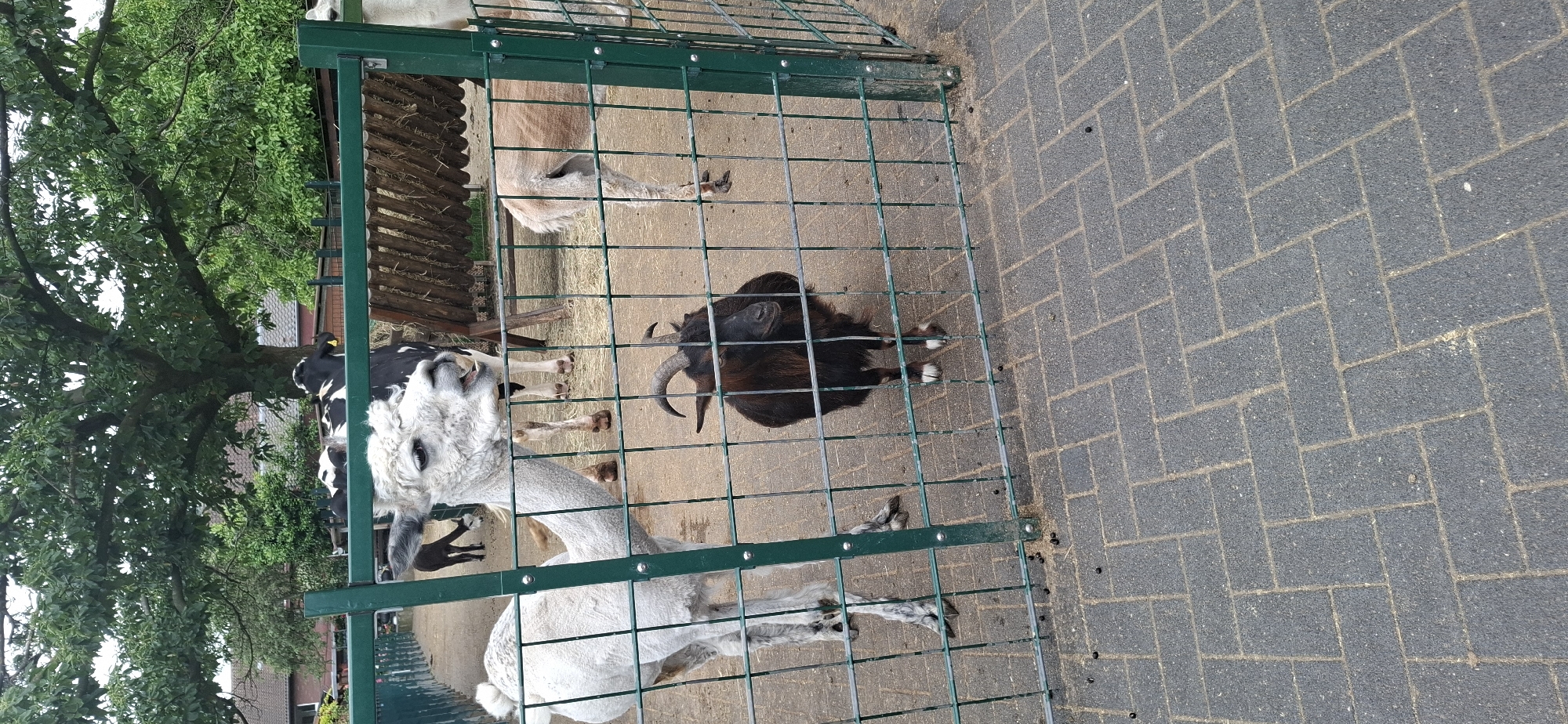 The image shows a fenced enclosure with several farm animals. In the foreground, behind a green metal fence, a black goat with curved horns is looking towards the camera. To the left and behind the goat, a white alpaca is partially visible, with its head turned to the left and its mouth slightly open. In the background, through the fence, two cows, one black and white and another partially visible, are standing near a wooden feeder filled with hay. A portion of a tan-colored alpaca is visible on the far right. The ground inside the enclosure is a mix of dirt and straw. Outside the enclosure, a paved walkway made of interlocking dark grey bricks is visible. The environment suggests an outdoor animal enclosure, likely a petting zoo or farm. There are no people visible in the image. The presence of the fence and the variety of farm animals, including the goat, alpacas, and cows, suggest a location where visitors can observe or interact with these animals.