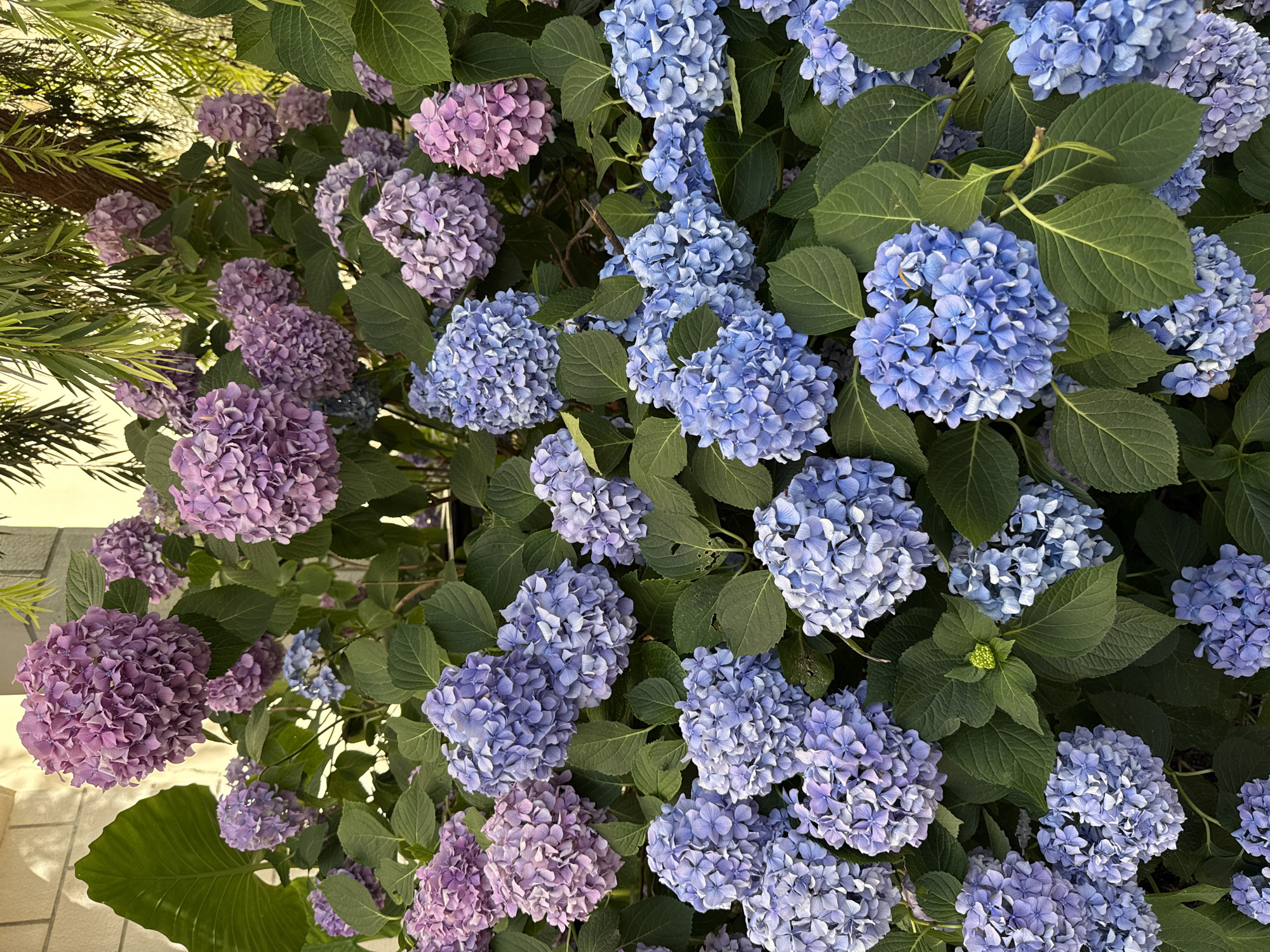A close-up, eye-level shot features a lush hydrangea bush blooming with numerous clusters of flowers in varying shades of purple and blue. The flowers are densely packed, forming rounded and somewhat irregular shapes. Large, dark green leaves are interspersed throughout the foliage, providing a backdrop for the blooms. In the upper left portion of the image, a large, elephant-ear like leaf is visible. The background is softly blurred, with hints of a textured wall and wispy green foliage, suggesting an outdoor setting. The lighting is soft, with dappled sunlight creating subtle highlights and shadows on the petals and leaves.