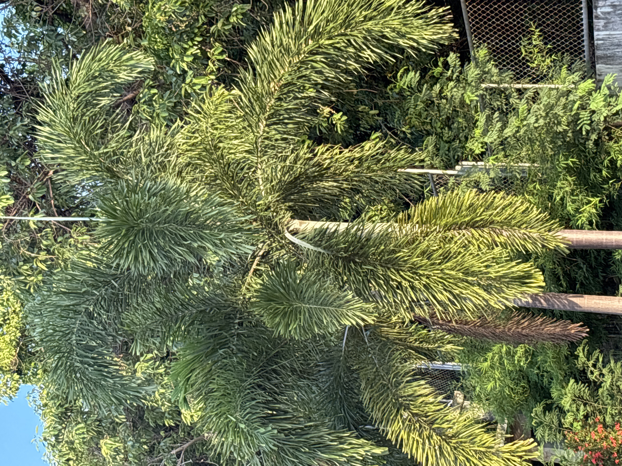 The image is a close-up shot of a palm tree's fronds, seen from a low-angle perspective looking upwards. The fronds are a vibrant green, with individual leaflets that are long, slender, and feathery, giving them a slightly spiky appearance. Sunlight filters through the leaves, creating a dappled effect and highlighting the texture of the foliage.
In the background, behind the palm fronds, there is dense green foliage from other trees and plants. A chain-link fence is partially visible on the right side of the image, along with a wooden pole or railing. The sky, visible in the upper left corner, appears to be a clear blue. The overall impression is one of lush, tropical vegetation.
The image does not appear to depict any people, specific activities, or events. The time of day seems to be daytime, possibly morning or afternoon, given the quality of light. There are no obvious location cues beyond the general sense of a garden or natural environment with fencing. No text is visible in the image.