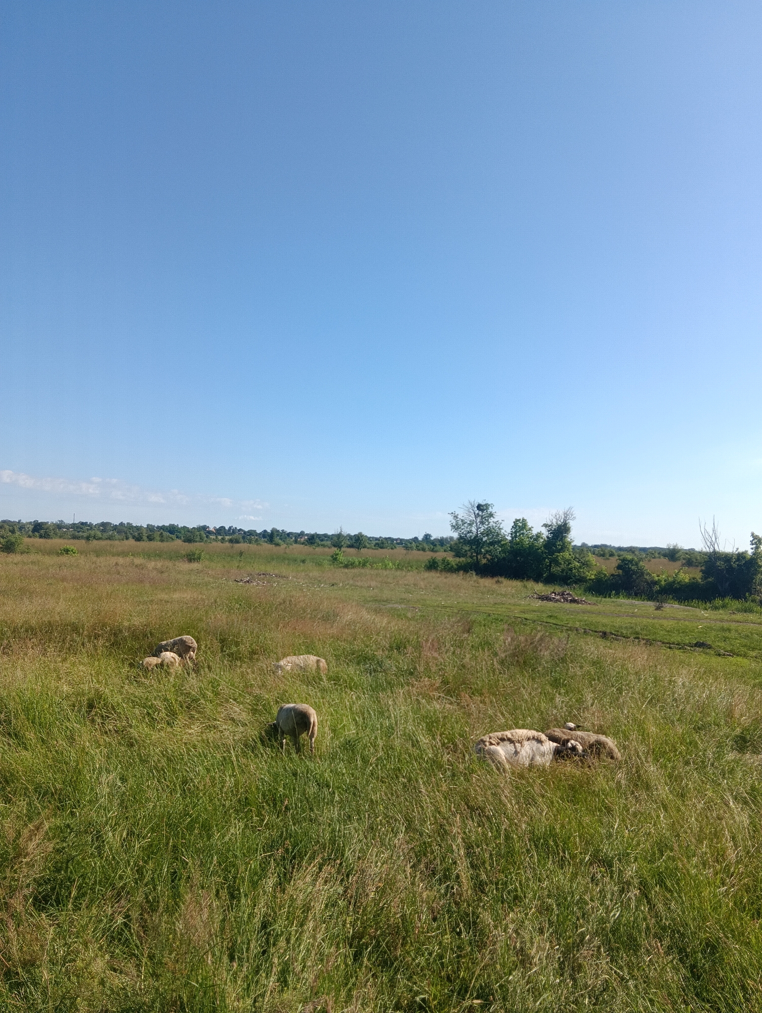A wide-angle, eye-level outdoor shot shows a pastoral scene under a clear blue sky. The foreground is dominated by tall, dry grass in shades of green and brown, with a few patches of darker green grass scattered throughout. In the middle ground, a small flock of sheep is grazing or resting. One sheep is visible on its own, facing away from the camera and with its head down, presumably eating. A cluster of three sheep are closer together, with two appearing to be lying down and one standing. Further to the right, another sheep lies down. The background features a tree line with various trees and some structures, possibly buildings, interspersed with greenery. The overall environment suggests a rural or semi-rural setting. The scene is illuminated by natural sunlight, casting subtle shadows.