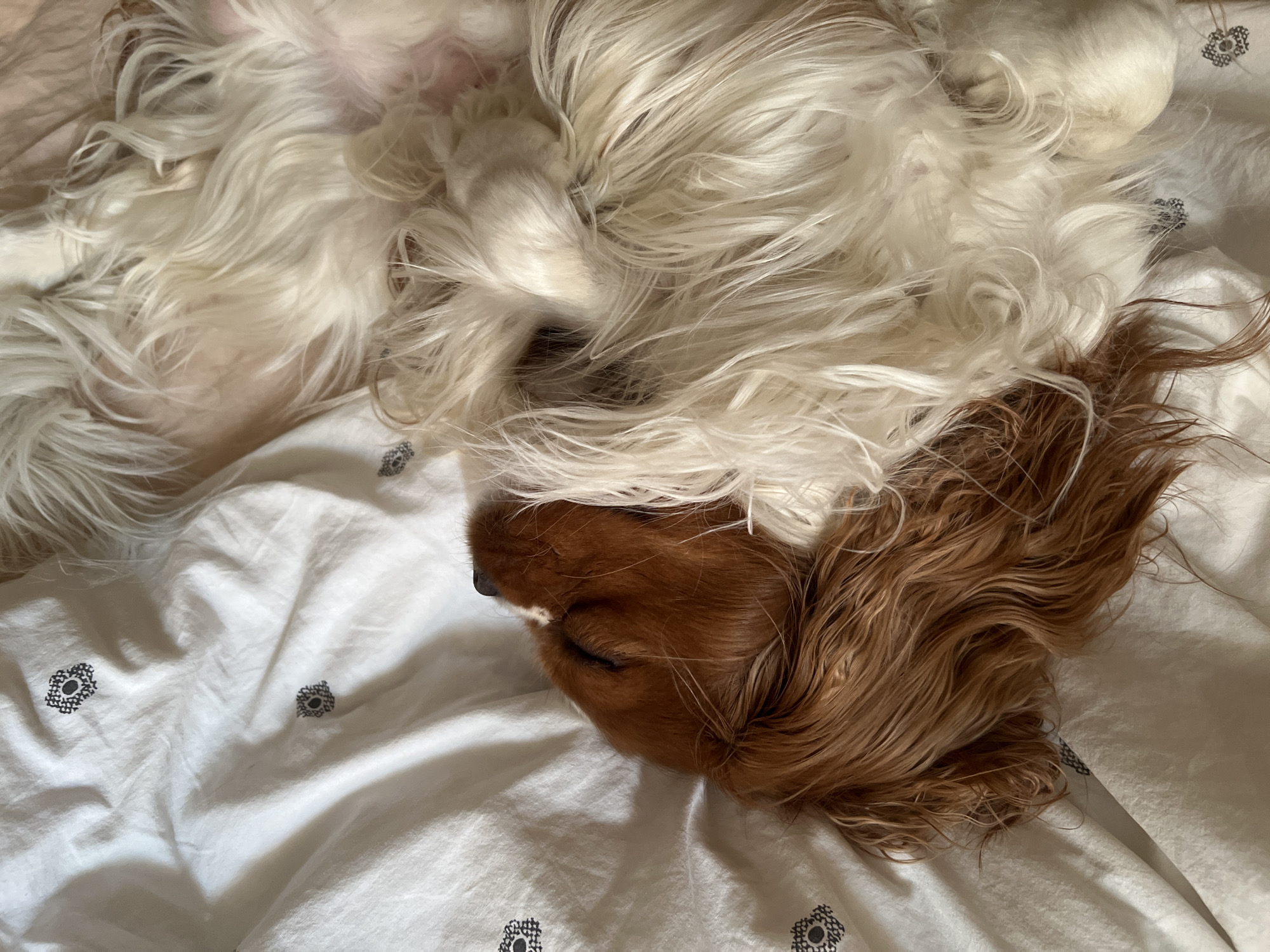 A Cavalier King Charles Spaniel is lying upside down on a white bedspread patterned with black floral motifs. The dog's face, primarily light brown with a white patch on its nose, is tilted downwards. Long, light brown ears are draped across the bed. Above the dog's face is a mass of white and light brown fur, likely the dog's body. The scene appears to be indoors. There is no information about Khimki, Russia.
