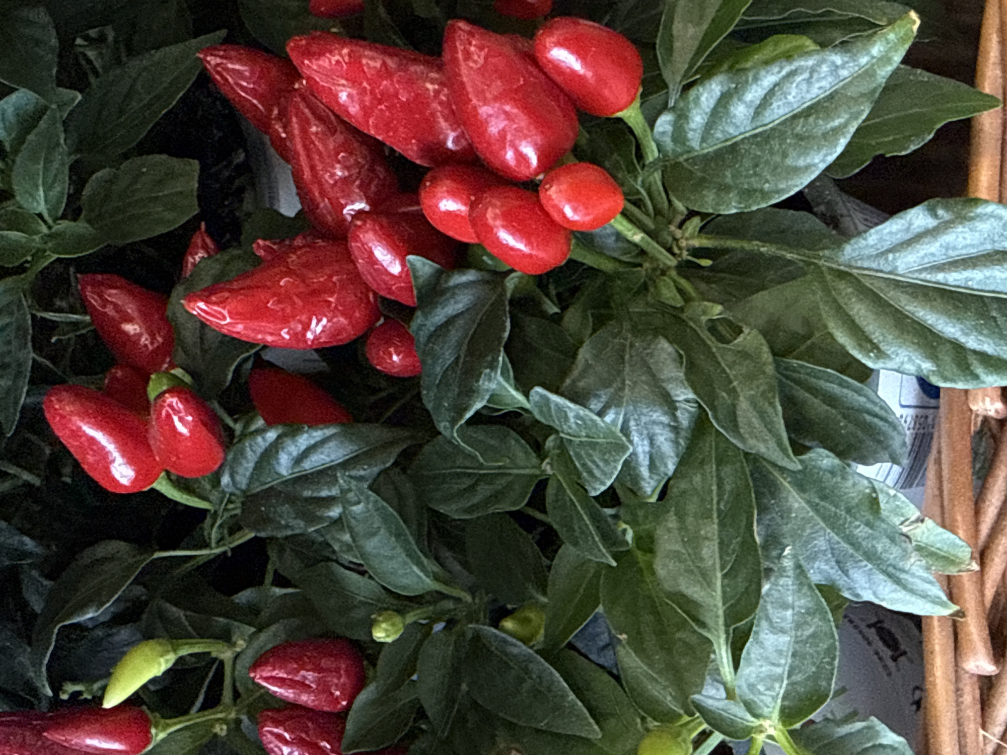 This is a close-up, top-down shot of a potted chili pepper plant, likely an ornamental variety, with numerous bright red, glossy peppers and dark green leaves. A few small, light green peppers or buds are also visible. The plant appears healthy and is densely packed. The background is out of focus, showing dark foliage and possibly the edge of a pot or container. There is a woven surface in the foreground, suggesting the pot is sitting on a basket or table. The lighting is somewhat diffused, highlighting the sheen on the peppers. The image does not provide any information about its location in Herzberg, Germany.