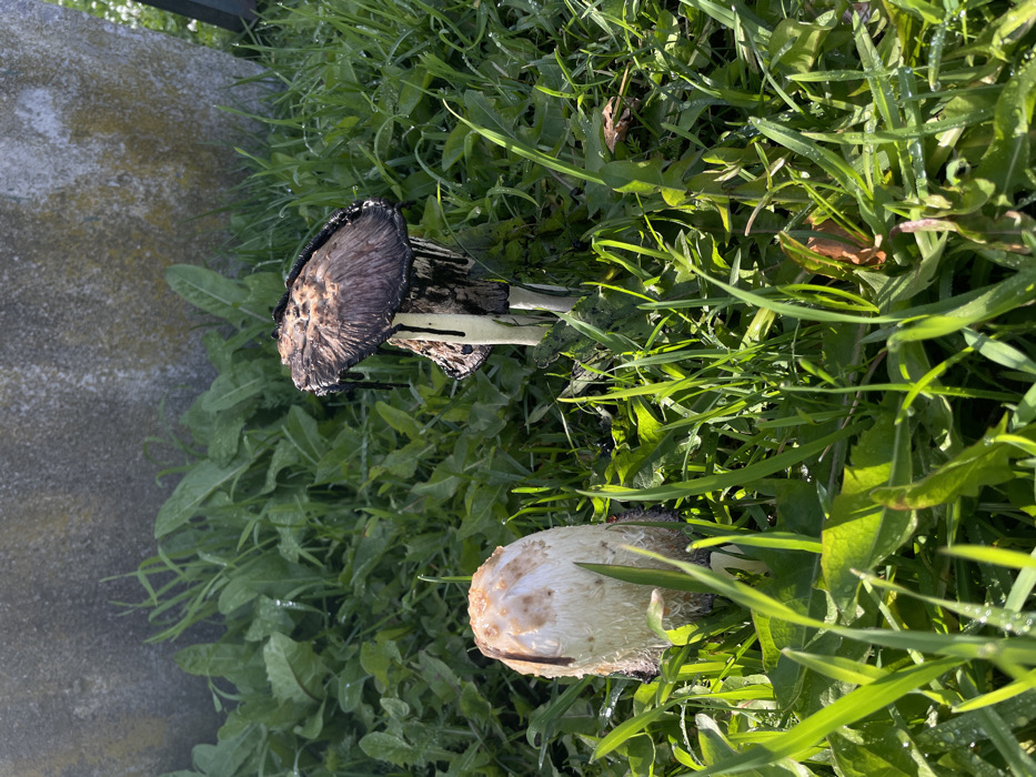 The image depicts two mushrooms situated within a dense expanse of green grass and broad-leaf vegetation, under bright sunlight, in Ushuaia, Argentina. Droplets of moisture are visible on the foliage.
The mushroom on the left exhibits a light-colored, scaly, conical cap, primarily white with some light brown coloration, standing upright among the grass.
The mushroom on the right is in an advanced state of deliquescence, featuring a flattened, dark brown to black cap from which black liquid actively drips downwards along its light-colored stem and into the surrounding grass. Multiple stems are observable at its base, suggesting a clustered growth.
In the background, a light grey, textured concrete or stone structure is partially visible above the vegetation.