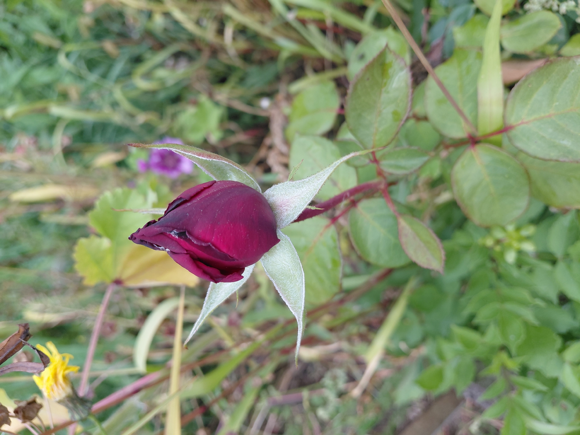 A close-up, outdoor, eye-level shot focuses on a deep red rose bud. The bud is tightly closed, with its outer petals showing a dark, velvety texture and hints of lighter red or purple. Several light green sepals, covered in fine white hairs, cradle the bud. The rose stem is visible with a reddish hue. The background is softly blurred, revealing a natural environment with various green leaves, some dry brown foliage, and a hint of a yellow flower in the upper left corner. The overall impression is one of nature's quiet beauty. The location is Malinovka, Russia.
