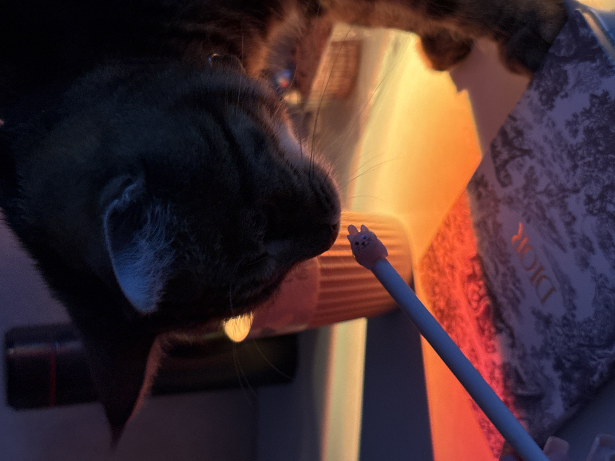 The media file shows a close-up, upside-down, angled shot of a cat's face. The cat, possibly a tabby, has dark fur with hints of brown and has its eyes closed or looking down. A portion of its body is visible in the upper part of the frame. The cat appears to be interacting with a light blue stylus pen topped with a pink cat-shaped charm. The pen is held in a person's hand, though only the fingertips and nails are visible on the right side of the frame, suggesting the person is right-handed. The background is out of focus and features warm, orange-toned lighting, possibly from a lamp or sunset. To the right of the cat, a patterned object, possibly a shopping bag or box, with the word "DIOR" visible in gold lettering, is partially obscured by the lighting and the cat. The overall impression is intimate and playful, with the cat engaged with the stylus. The lighting suggests it could be evening or a dimly lit indoor setting. There are no clear cues about the weather or a specific location within Izhevsk, Russia, beyond the presence of a person and a cat.