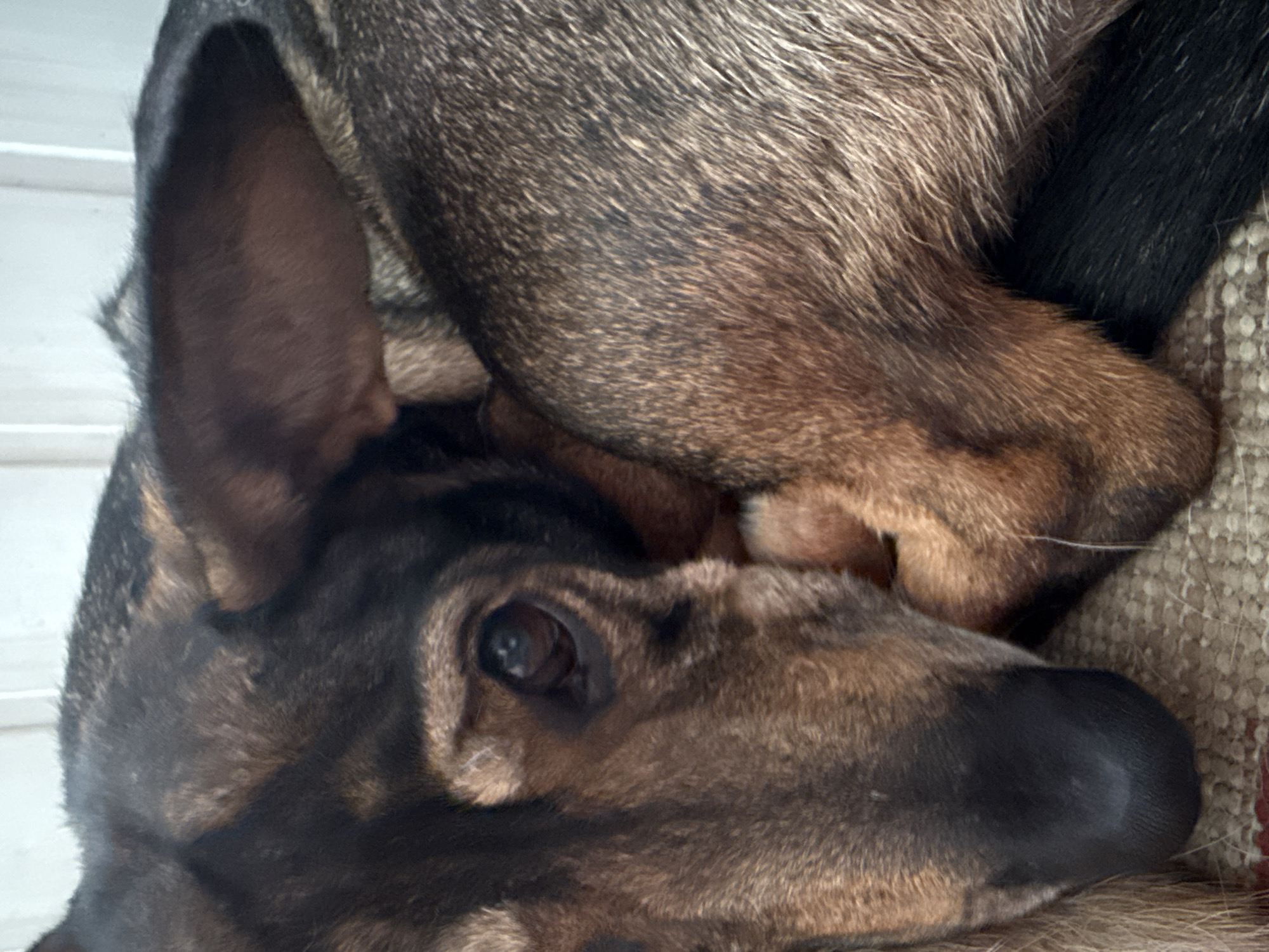 A close-up, eye-level, portrait shot captures a dog resting on a textured surface, possibly a rug or carpet, in Sovietskyi, Ukraine. The dog's head is turned, with its dark brown and black fur showing a mix of textures and colors. One eye, a dark brown with a visible pupil, is partially visible and appears to be looking towards the left of the frame. The dog's ear is large and dark brown, with lighter brown fur on the inside. Its nose is a prominent, dark, wet feature on the lower left of the image. The dog's body is curled around itself, with sections of its back visible, exhibiting a speckled pattern of dark and lighter brown hairs. The background consists of vertical, pale-colored lines, suggesting a wall or partition. The lighting appears to be natural, casting soft shadows and highlighting the textures of the dog's fur.