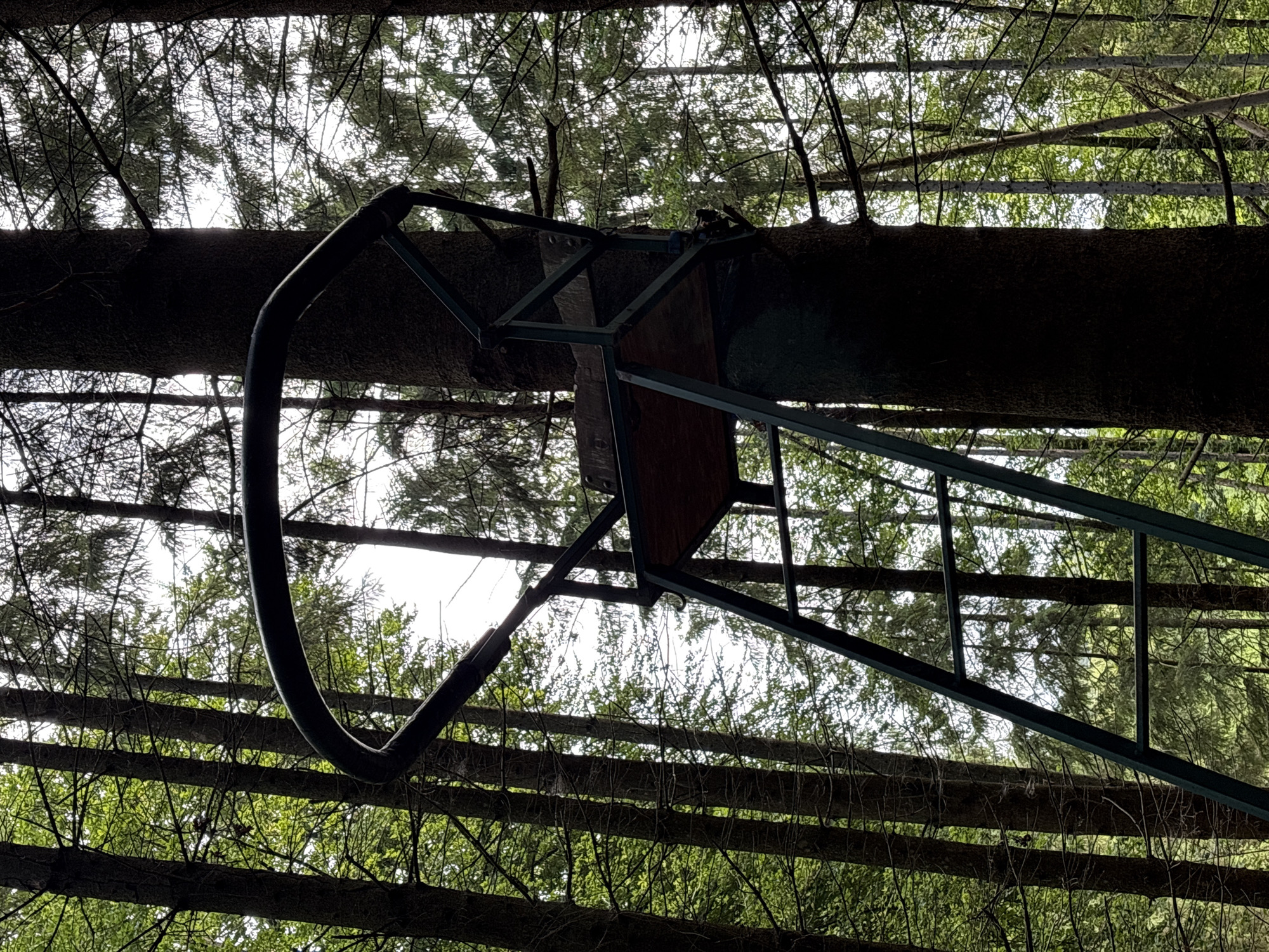 The image shows a view looking upwards through a dense forest canopy. A large tree trunk dominates the center of the frame, with its rough bark clearly visible. Attached to the tree trunk is a metal deer stand, commonly used for hunting. The stand is constructed from green metal framing and includes a wooden seat and a curved metal railing. Below the stand, a ladder made of the same green metal extends downwards, though only the top portion is visible.
The surrounding environment is characterized by a profusion of green leaves and thin branches of trees, suggesting it is daytime and likely spring or summer. The sky is visible in patches through the foliage, appearing bright and possibly overcast or hazy. The lighting suggests it is daytime. The overall scene evokes a sense of being in nature, perhaps in a rural or forested area. There is no visible text in the image. The image was taken in Jyderup, Denmark.