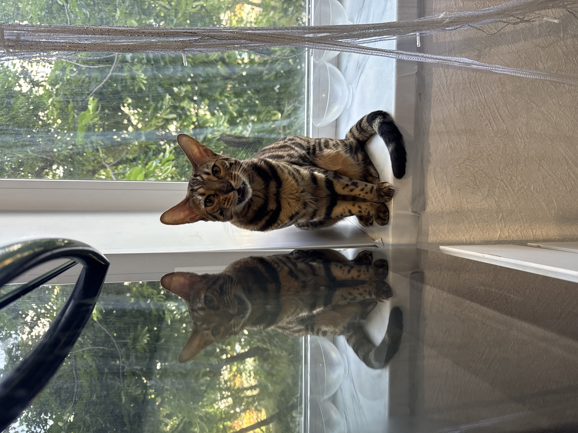 An image, originally rotated 90 degrees counter-clockwise, depicts a tabby or Bengal cat lying on a white windowsill and looking directly at the camera. The cat is positioned on its left side, showcasing its patterned fur with distinct brown, tan, and black stripes and spots. Its head is slightly tilted, and its mouth is slightly open, conveying a curious or inquisitive expression. Below the cat, a clear reflection of its body is visible on a dark, glossy surface, likely a lower windowpane or a reflective tabletop.
Through the window behind the cat, lush green foliage from trees or bushes is visible, illuminated by bright, dappled sunlight, indicating it is daytime. The window has a white frame, and along its top edge, several strands of light-colored, possibly silver or white, decorative strings or beads are draped. To the right of the cat, on the windowsill, two transparent, hemispherical bowls are present. A light-colored, subtly textured wall extends from the right side of the windowsill. In the bottom-left corner, a dark, curved object, possibly part of a chair or window mechanism, is partially visible. The scene captures the cat in a relaxed pose, enjoying a spot by the window with a view of the outdoors.
