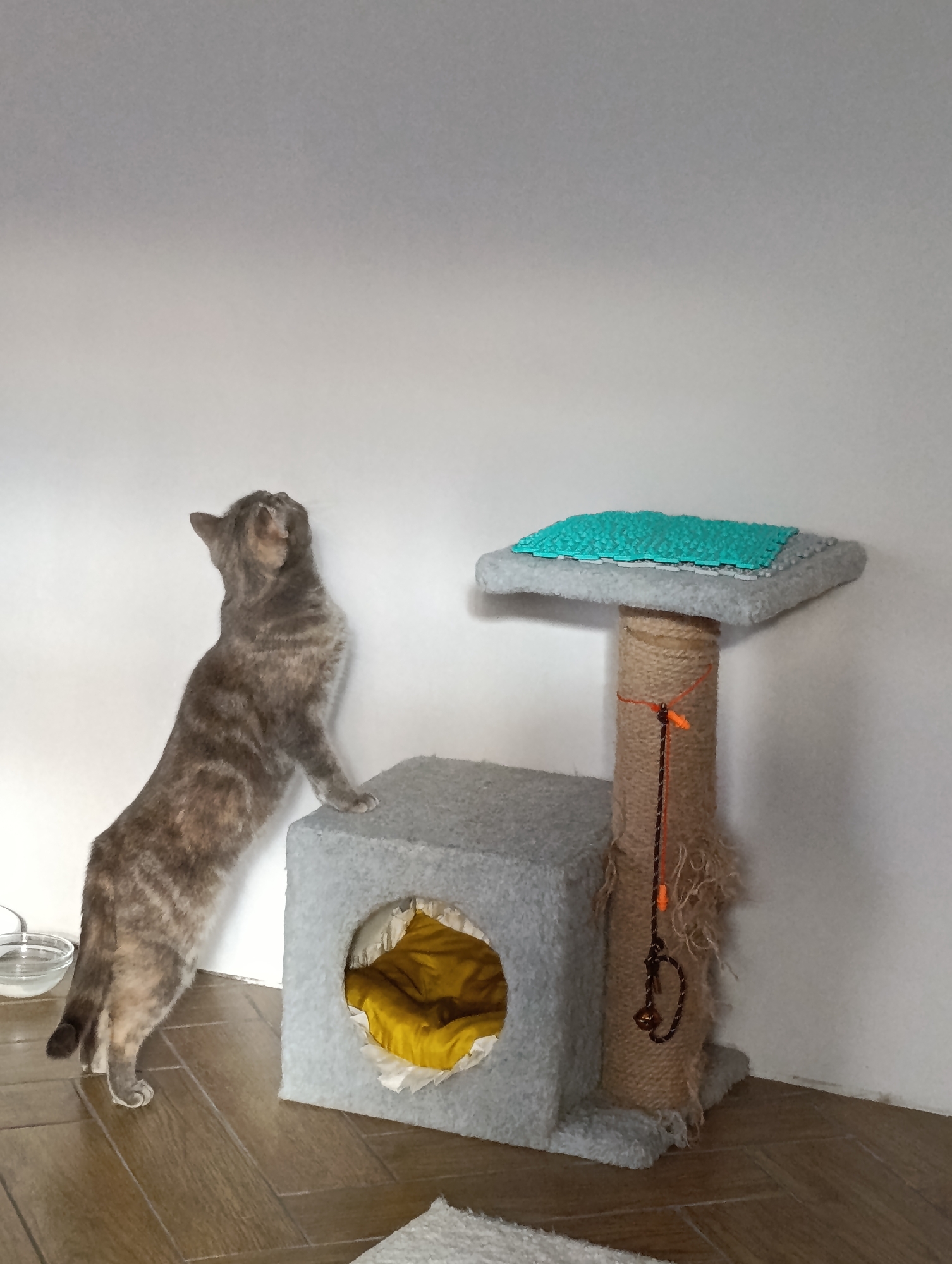 A grey and brown tabby cat stands on its hind legs, with its front paws resting on the lower level of a cat tree. The cat is looking upwards and slightly to the right, appearing focused or playful.
The scene is an indoor setting, likely a room corner, with a plain white wall and a light brown wooden floor laid in a herringbone pattern. A clear glass water bowl is partially visible on the floor to the left of the cat.
The cat tree is multi-functional, covered in grey plush material. Its base is a square cubby house with a circular entrance, inside which a crumpled yellow cushion is visible. Extending upwards from the cubby is a scratching post wrapped in natural sisal rope, showing signs of wear and fraying at the bottom. A small, braided orange and black string toy with a bell hangs from the upper platform of the cat tree, near the scratching post. The top platform is also plush-covered and features a rectangular, bright turquoise textured mat.
The lighting is soft and even, characteristic of indoor conditions. The cat's posture suggests active engagement or curiosity. There is no visible text in the image. The location context for this domestic scene is Chaikovsky, Russia.