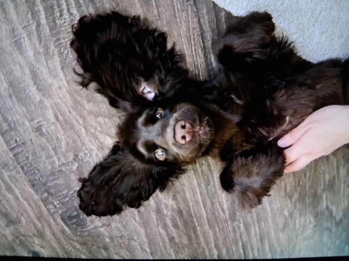 The image captures an indoor scene within a private residence in the city of Unknown, Unknown. A dark brown dog, with prominent floppy ears and wet-looking fur, lies on its back on a wood-patterned floor, which exhibits variations in grey and light brown tones. Its front and rear paws are curled upwards. The dog's eyes are open and directed towards the viewer, with a pinkish-brown nose centered on its face. A human hand, with light skin and light purple nail polish, is positioned beneath and gently holding the dog's left front paw. A light-colored, textured surface, possibly a rug or carpet, is visible in the lower right corner of the frame.