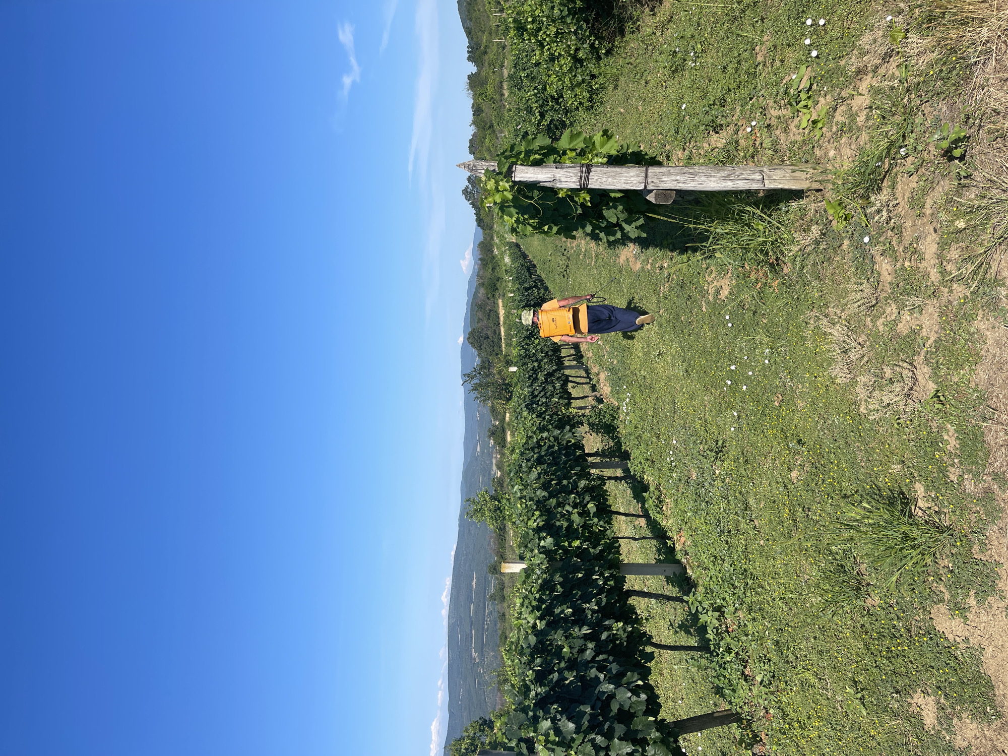 In Popintsi, Bulgaria, a person walks down a vineyard row on a clear, sunny day. The person, viewed from behind, wears a hat, an orange vest, and dark pants, and is carrying a yellow sprayer on their back, suggesting agricultural work. The vineyard rows are neatly organized with green grapevines supported by wooden posts and a wire trellis system. The ground between the rows is covered in green grass, with scattered small white and yellow wildflowers. In the background, rolling hills covered in vegetation recede into the distance under a bright blue sky with a few wispy white clouds. The overall scene depicts a rural agricultural landscape.