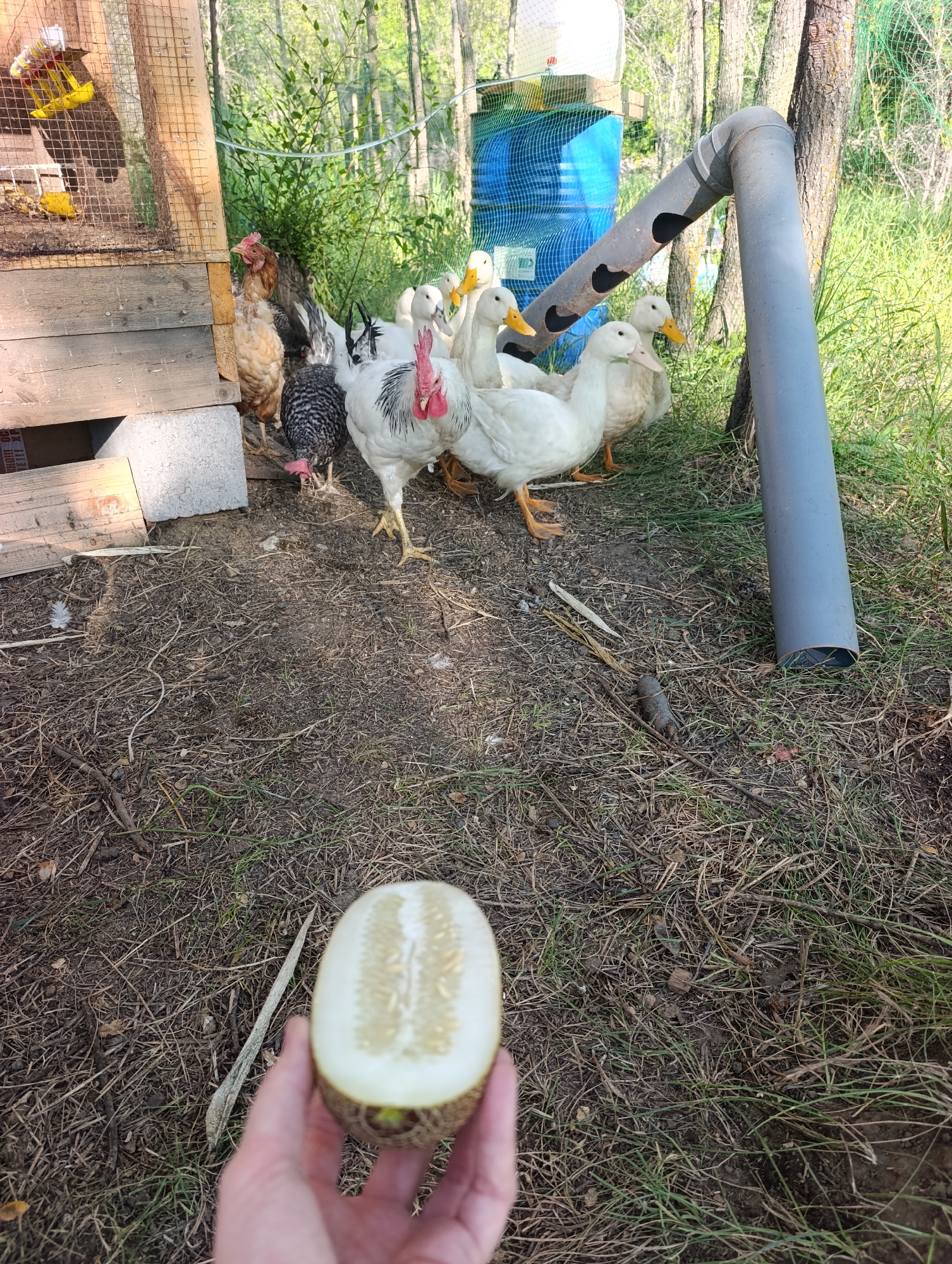 A person's hand holds a halved cucumber in the foreground, with a group of chickens and ducks gathered in the background. The birds are in a grassy, wooded area, with a wooden coop, a blue barrel, and a grey pipe visible. The scene appears to be a rural setting, possibly a farm or backyard. The specific location in Dimitrovskii, Russia, cannot be determined from the image alone.