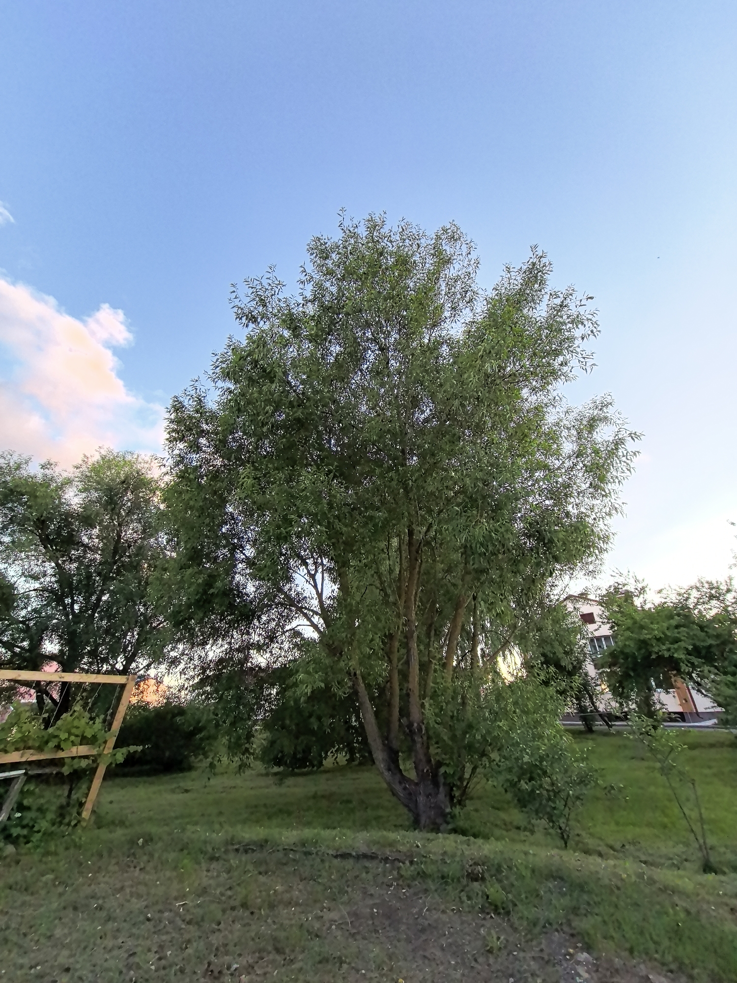 In the city of Unknown, Unknown, an outdoor scene captures a landscape with several trees, a building, and a wooden structure. The largest tree, in the center of the frame, is a mature deciduous tree with a multi-trunked base and a full canopy of green leaves. To the left of the central tree, another large tree is visible, partially obscured by the central one. In the background, a multi-story building with visible windows stands on a grassy slope. A wooden swing set frame is positioned in the lower left quadrant of the image, with some greenery growing around it. The ground is covered in grass and some patches of dirt. The sky is a clear blue with a few wispy clouds, some tinged with pink and orange, suggesting either early morning or late evening light. The overall impression is a tranquil, suburban or semi-rural setting.