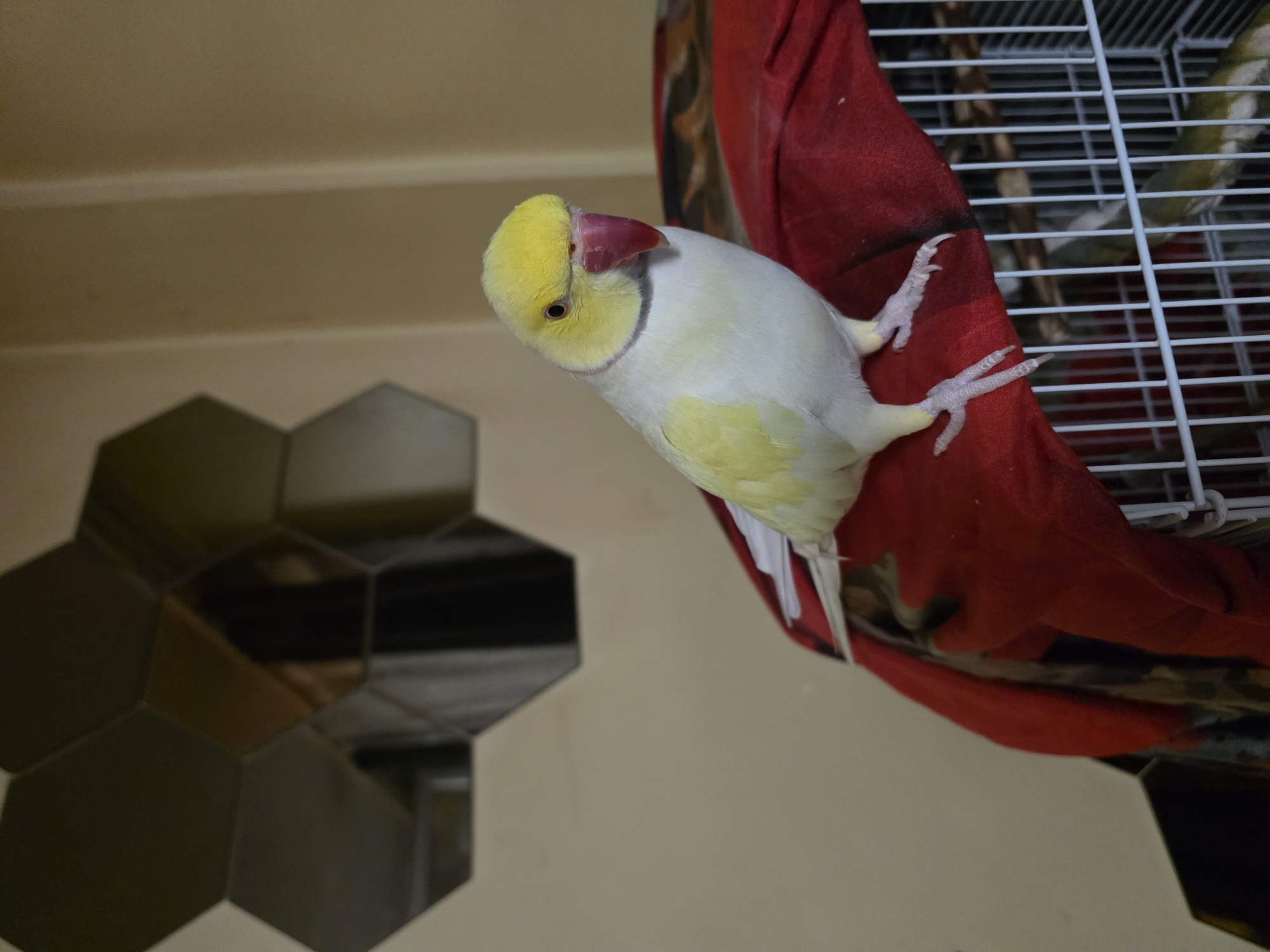 A yellow and white parrot with a red beak is perched on a red cloth draped over a white birdcage. The parrot is looking down and to the left of the frame. The cage is partially visible in the background, with hints of green suggesting another bird inside. In the lower left corner of the image, there is a wall with decorative, geometric, mirrored tiles. The walls are painted a light beige or cream color. There is no indication of this scene's location being in the city of Burgas, Bulgaria.