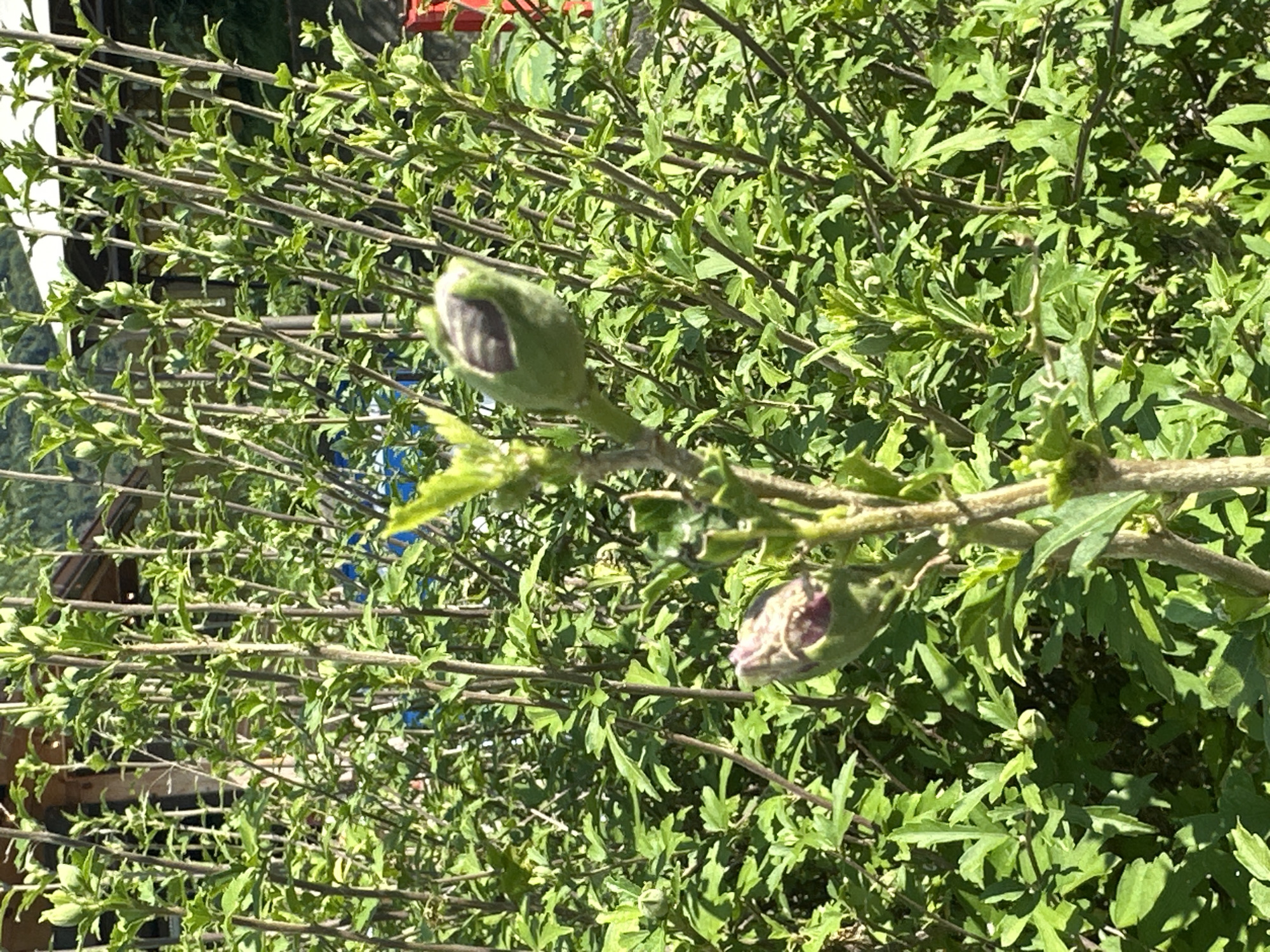 The image is a close-up, slightly low-angle, eye-level shot of a flowering plant with several buds. The plant has numerous thin, woody stems with abundant green leaves. There are at least two prominent buds in various stages of development. One bud, located in the upper right, is a pale green, elongated shape with a dark, purplish-brown marking on one side. Another bud, in the lower left, is partially open, revealing purple petals within its green sepals. The background is a dense mass of green foliage, suggesting a garden or natural setting. Sunlight filters through the leaves, creating highlights and shadows. The scene is set in the city of Bolshoy Kichmai, Russia, although no specific landmarks or identifying features of the city are visible in the image itself. There are no people or animals present in the frame.