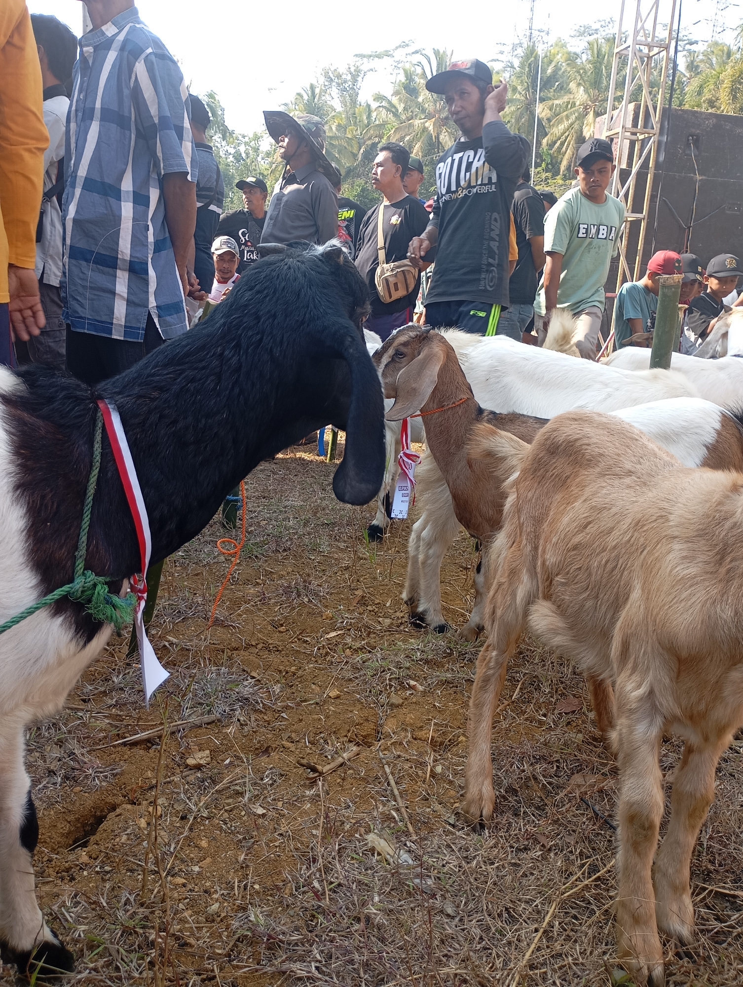 In Ketepung, Indonesia, a group of people are gathered outdoors near a stage, surrounded by palm trees. The foreground is occupied by several goats. One goat, predominantly black with white markings on its side, is wearing a red, white, and green ribbon around its neck, and is tied with a green rope. To its right, a brown and white goat stands, also adorned with a red ribbon. Another lighter brown goat is positioned further to the right, with its back to the camera. The ground is dry and dusty, covered with sparse vegetation and twigs. In the background, several men are visible. One man on the left wears a blue and white checkered shirt, while others are dressed in casual wear, including t-shirts and caps. A large speaker system is set up to the right, indicating a potential event or gathering.