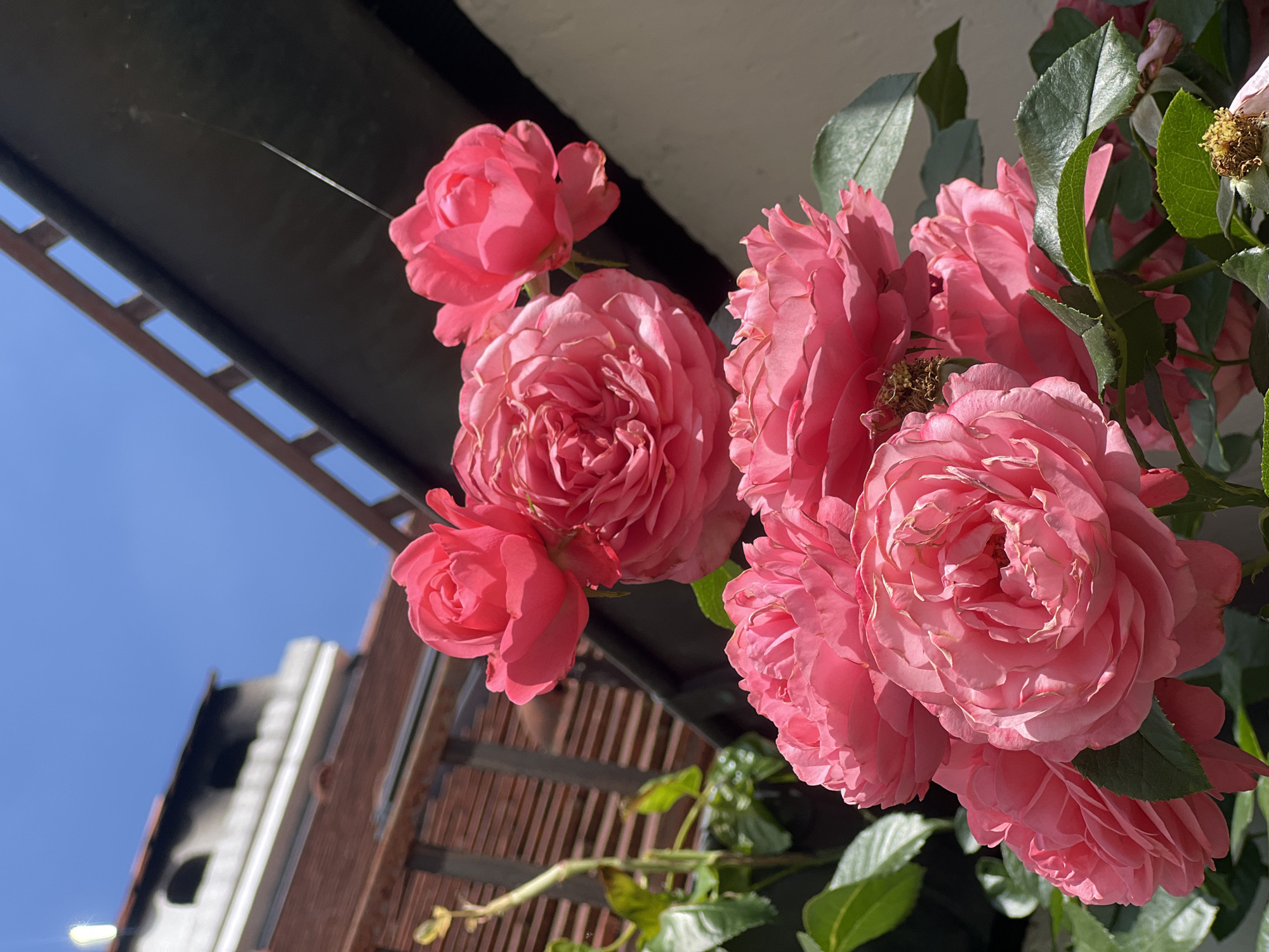 This is an eye-level, close-up, outdoor, portrait-oriented photograph of a cluster of bright pink roses in full bloom, bathed in sunlight. The roses are the primary subject, with their layered petals and vibrant color dominating the frame. Behind the roses, elements of an urban environment are visible. In the upper left quadrant, a building with a brick facade and white trim, featuring arched openings, suggests a historic or older architectural style. A wooden railing or fence runs diagonally across the upper portion of the image, and a dark, angled overhang casts a shadow. The sky above is a clear, bright blue. The overall scene appears to be a garden or balcony setting within a city, possibly Freising, Germany, given the implied context. There are no people or animals present in the image. The focus is on the natural beauty of the roses against an urban backdrop.