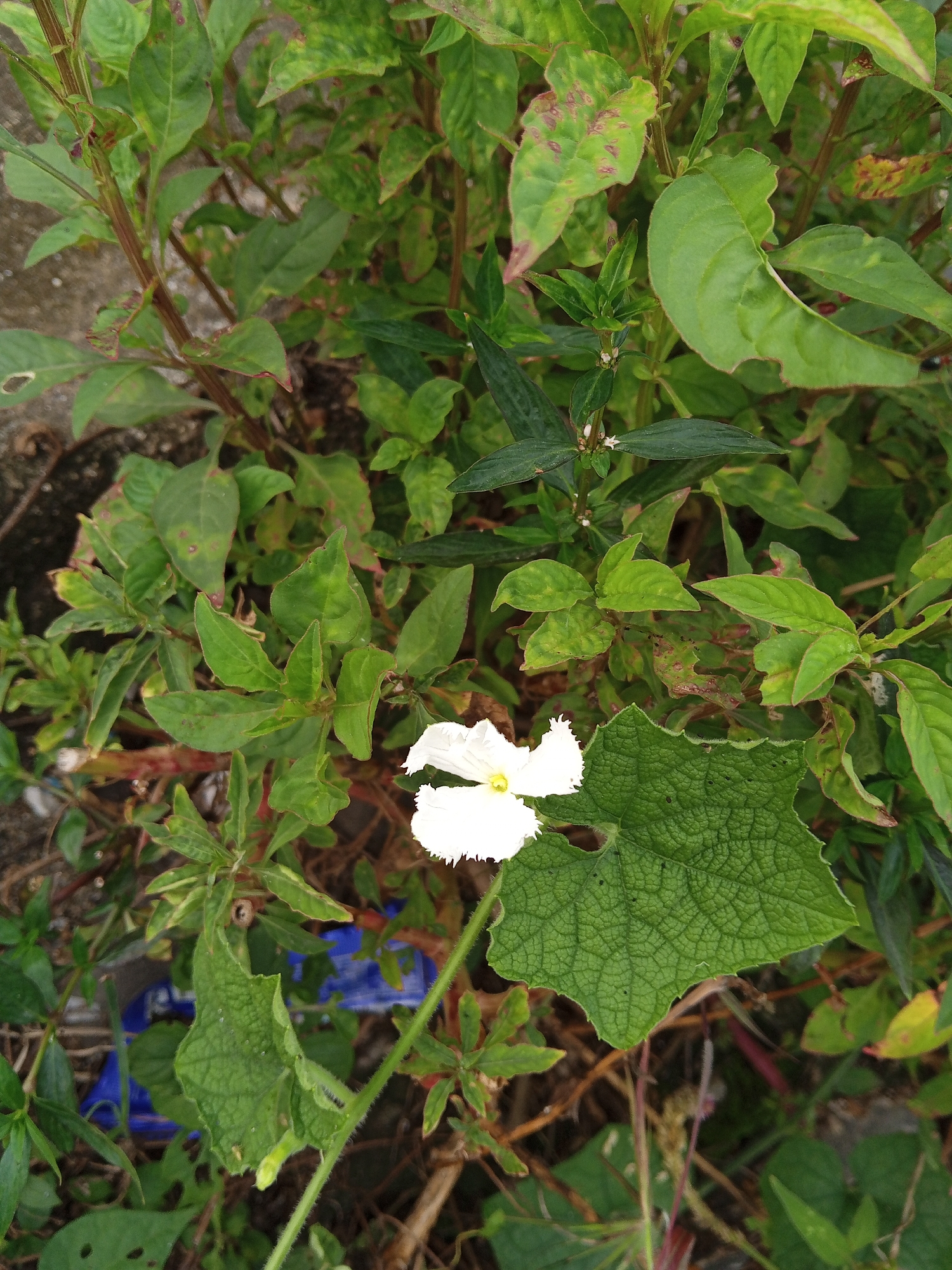 This close-up, eye-level shot showcases a vibrant green plant with a single white flower blooming in the center. The flower, with its delicate petals and yellow stamen, is the focal point, drawing the viewer's attention amidst the lush foliage. Surrounding the flower are numerous green leaves, varying in size and shape, some showing signs of wear with small holes and brown spots. A large, distinctly veined leaf with a serrated edge sits prominently to the right of the flower, adding texture and depth to the composition.
The plant appears to be growing outdoors, possibly in a garden or natural setting, given the presence of soil and debris at the base. The lighting suggests it's daytime, with soft, diffused light illuminating the scene, highlighting the natural beauty of the plant. The overall impression is one of organic growth and the simple elegance of nature. The image provides a detailed glimpse into the plant's life cycle, capturing a moment of bloom. The setting appears to be Buketteukuh, Indonesia. There is no text visible in the image.