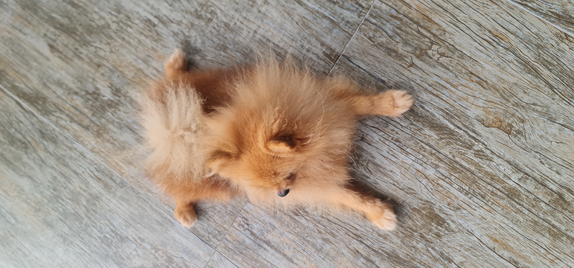 A small, fluffy, light brown and orange dog, likely a Pomeranian, is captured resting peacefully indoors. The dog is sprawled out on its stomach with its limbs extended, appearing deeply relaxed or asleep. Its head is gently turned to the right, showing a small, dark nose. The fur is dense and soft, giving the dog a round, plush appearance. The animal is lying on a light-colored floor featuring distinct wood grain patterns, suggesting it is either a wooden floor, wood laminate, or ceramic tiles designed to mimic wood. The surface has variations in tone, indicating texture and possibly a weathered look. The scene is brightly and evenly lit, characteristic of daytime. No other objects or text are visible in the image. The overall impression is one of tranquility and comfort for the dog, potentially within a home in Đà Nẵng, Vietnam.