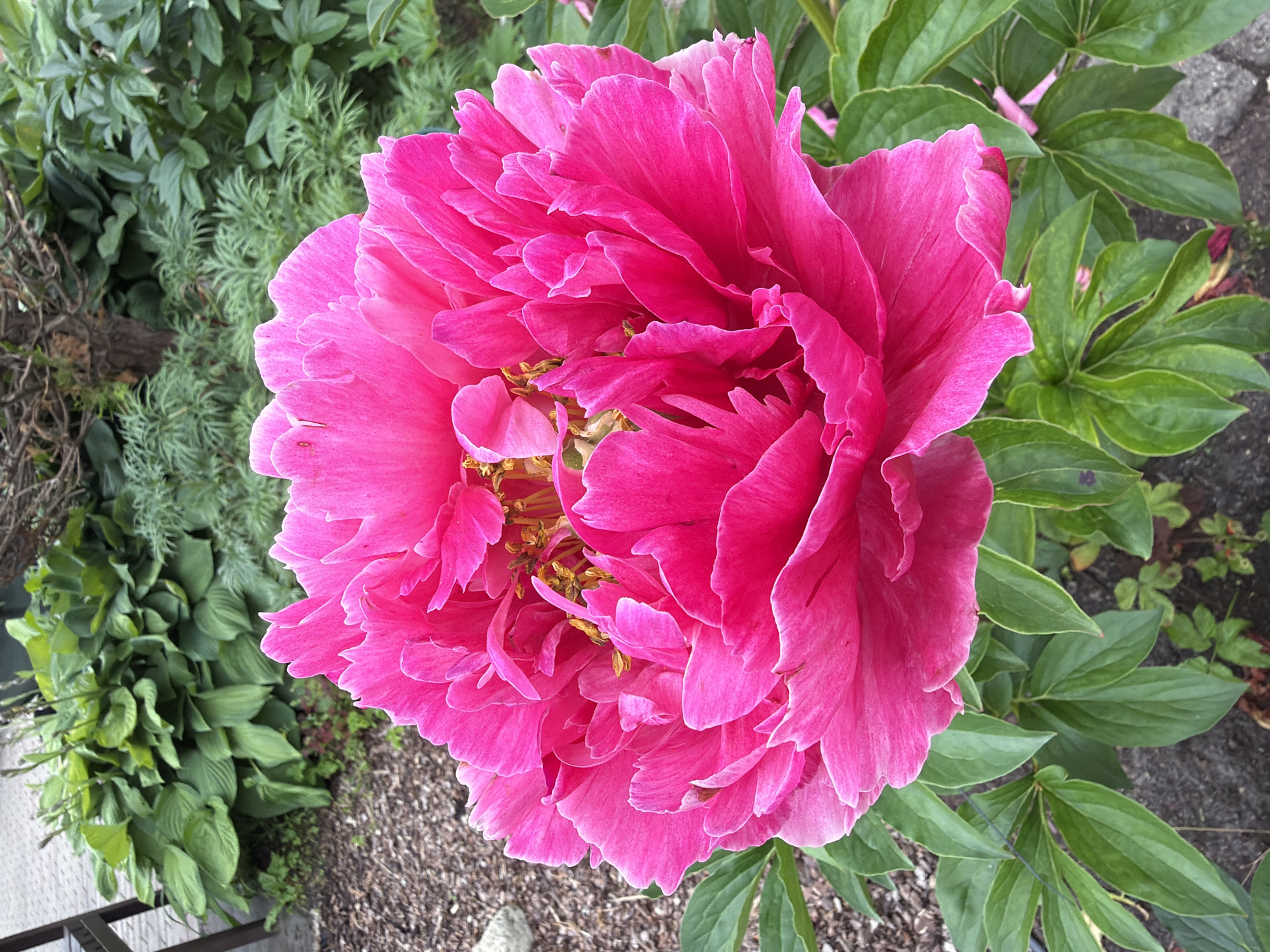 This is a close-up, high-angle shot of a vibrant pink peony flower in full bloom. The flower is the dominant subject, filling a significant portion of the frame with its layered, ruffled petals. In the background, lush green foliage is visible, including other leaves of the peony plant and other garden plants, creating a natural, outdoor setting. The ground beneath the plant appears to be a mix of soil, mulch, and possibly some gravel. The lighting suggests it could be daytime, with natural light illuminating the flower and its surroundings. There are no people or explicit objects other than the plant and its environment. The overall impression is one of natural beauty and the peak of the peony's blooming season. The location context is Baloži, Latvia, which places this image in a temperate European climate during spring or early summer.