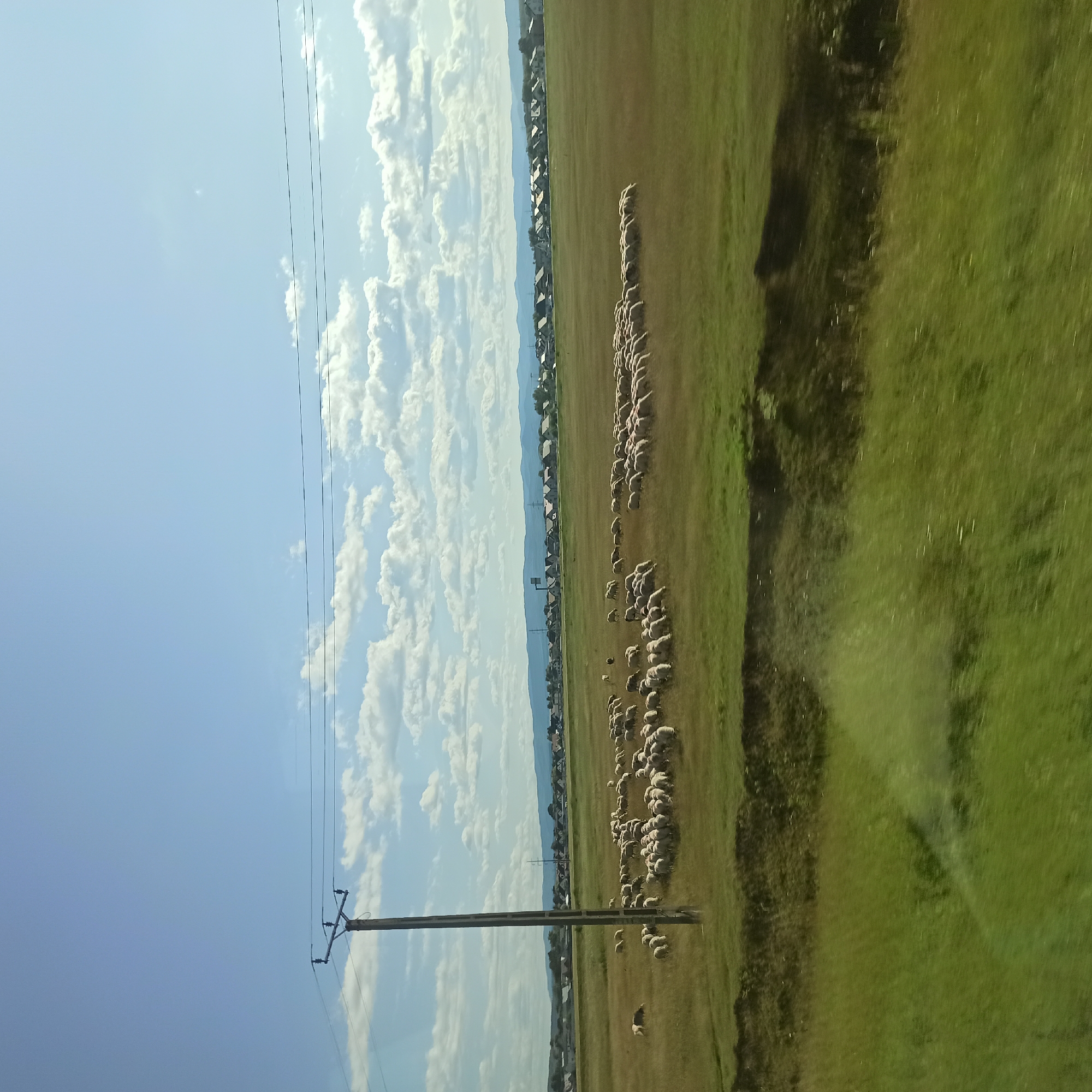The image captures a wide-angle view of a rural landscape under a bright blue sky with scattered white clouds. In the foreground, a grassy field transitions to a darker, rougher terrain. A single, dark wooden utility pole with electrical wires stretches vertically on the left side of the frame. Further into the field, a large flock of white sheep grazes in a patch of dry, golden grass, with a few individuals appearing to be lying down. Beyond the sheep, a line of houses with dark roofs forms a village nestled against a backdrop of rolling hills and mountains in the distance. The overall impression is of a serene, pastoral scene in a Romanian countryside, likely near the city of Rădăuți, given the typical architecture and landscape features of the region.