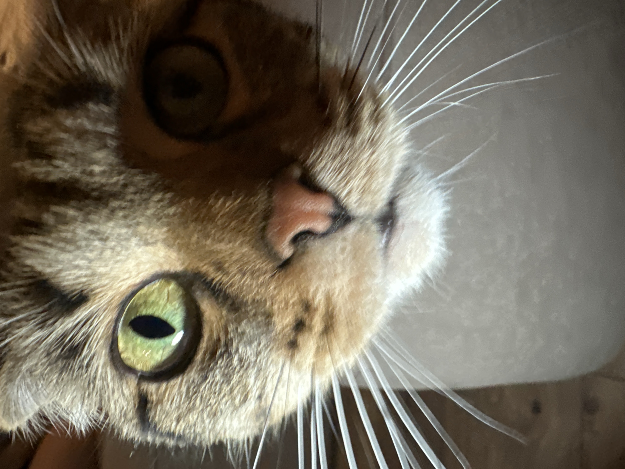 A close-up, angled portrait of a cat's face. The cat has tawny and brown fur, green eyes with vertical pupils, a pink nose, and long, white whiskers. The background is a neutral color, possibly a wall. No people or locations are identifiable, and no actions are occurring. The context is a photograph of a cat's face.
