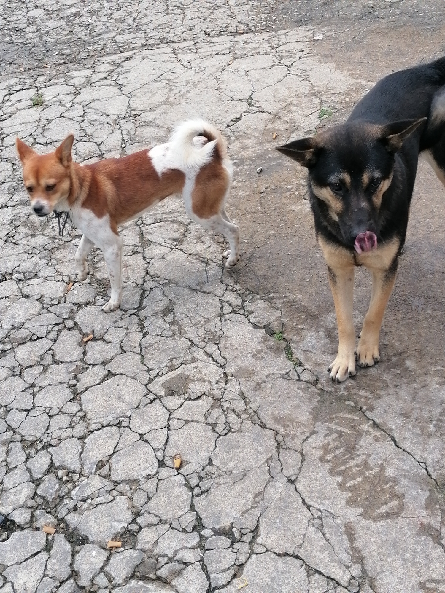 Two dogs are standing on a cracked concrete surface. The dog on the left is small, with brown and white fur, and a bushy tail curled over its back. It is wearing a black collar. The dog on the right is larger, with black and tan fur. Its tongue is sticking out, and it appears to be looking towards the left. The concrete surface shows significant cracking and some patches of dampness. The overall setting suggests an outdoor, possibly urban or semi-urban environment in Da Lat, Vietnam, given the context.