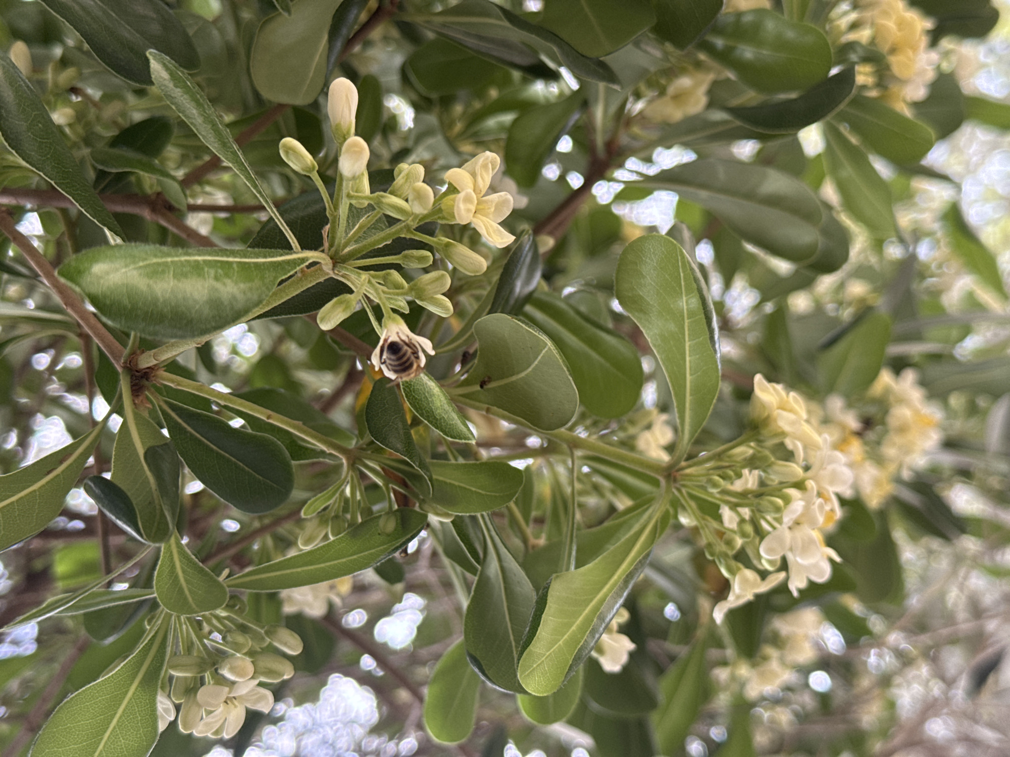 The image shows a cluster of pale yellow flowers and green leaves, likely from a Pittosporum tobira (Japanese Pittosporum). A bee is visible on one of the flowers. The setting is outdoors and based on the location likely a garden in the city of Šušanj, Montenegro.