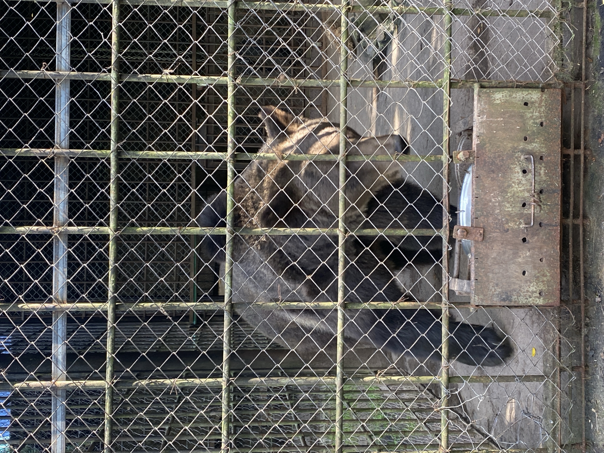 The image shows a brown bear inside a metal cage, likely at a zoo or animal enclosure. The cage is constructed from wire mesh and metal bars, and it appears to be outdoors, with some greenery visible in the background. A rusty metal feeding trough is positioned in the foreground. The bear is standing and facing towards the right side of the frame, with its head partially visible. The environment is dimly lit, suggesting it might be overcast or late in the day. No people are visible in the image. The location is identified as being in the city of Krasnoflotskoe, Russia.