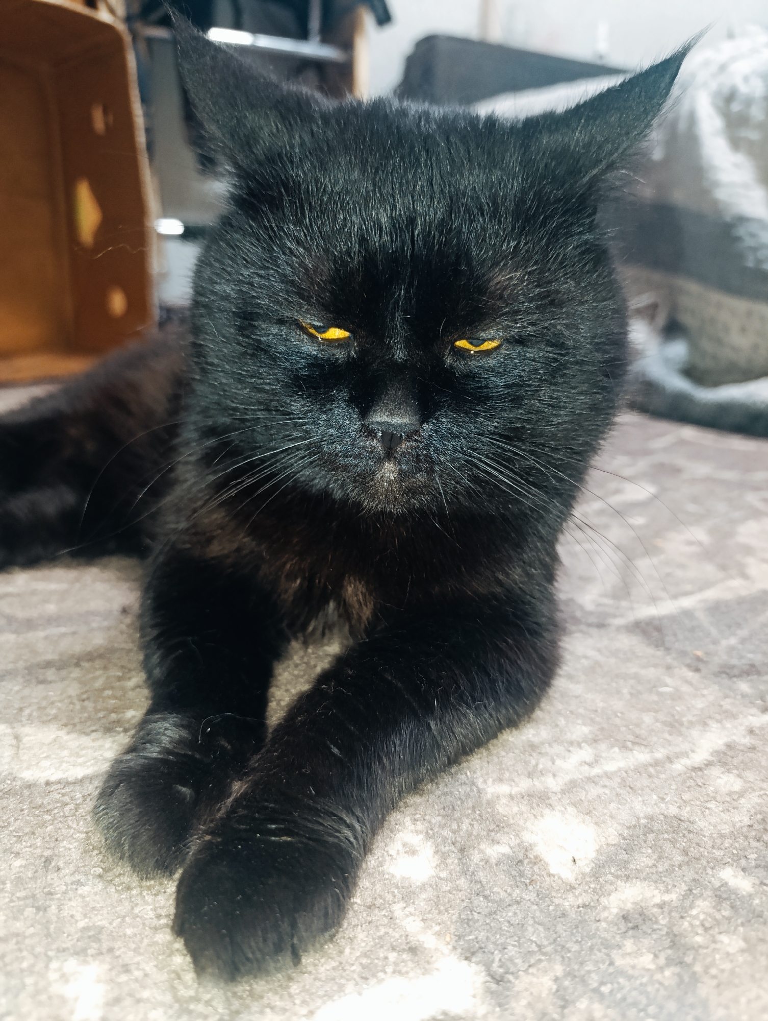 A black cat with piercing yellow eyes is lying on a textured floor, its front paws crossed. The cat's ears are pointed and tilted forward, suggesting alertness. The background is slightly blurred, showing hints of furniture and fabric. The overall lighting is dim, with some sunlight catching the cat's fur and eyes. The image appears to be taken indoors, likely in a domestic setting within Zlatopil, Ukraine.