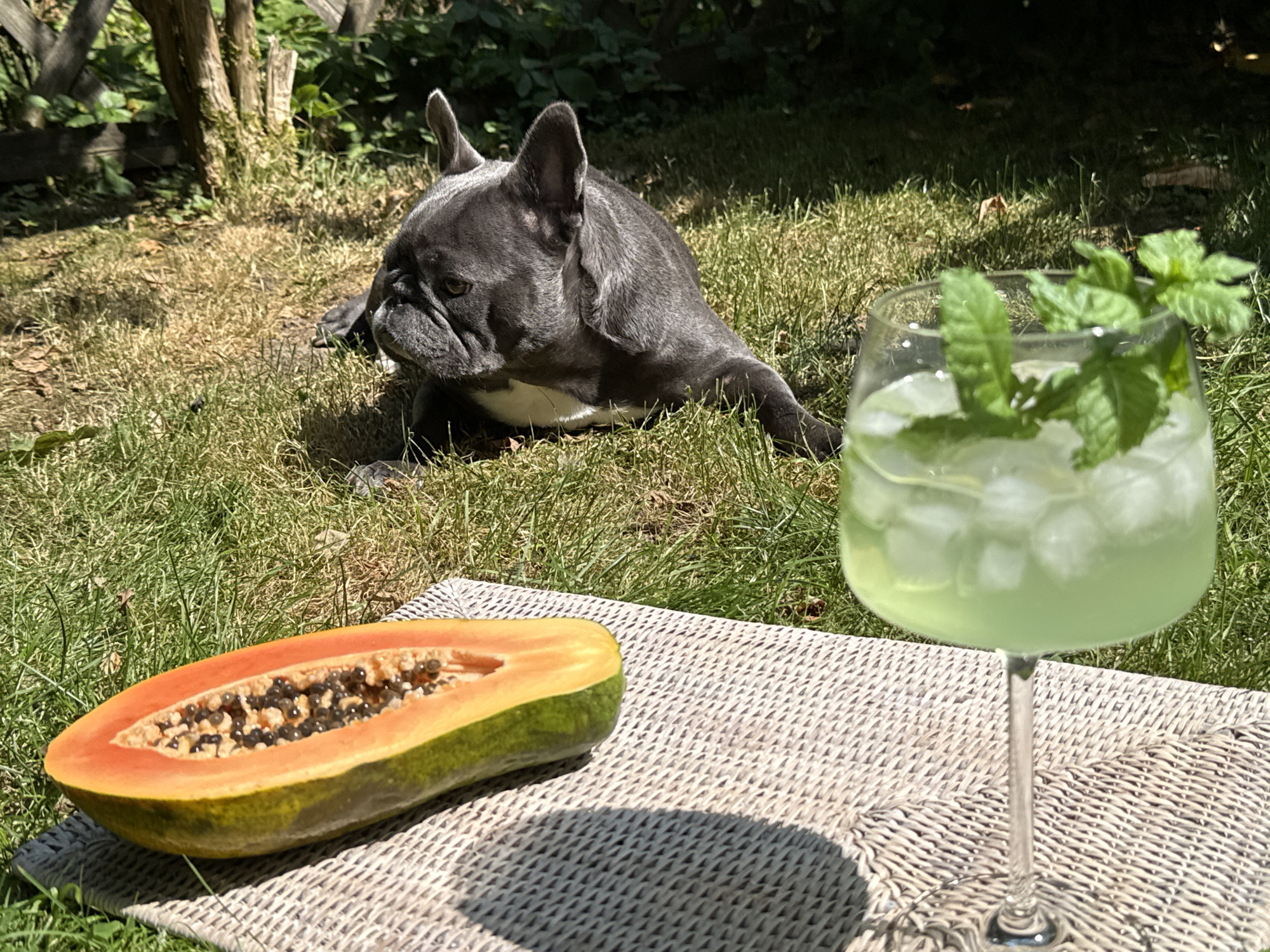A grey French bulldog is lying on a patch of green grass in what appears to be a backyard. The dog is looking to its left, with its head resting on the ground. In the foreground, there is a half-cut papaya resting on a woven mat. To the right of the papaya is a clear glass filled with a pale green liquid, ice cubes, and garnished with mint leaves. The background shows more greenery and the dappled sunlight filtering through trees. The scene suggests a relaxed outdoor setting, possibly in a city like Bad Sachsa, Germany, given the presence of a well-maintained garden and the overall ambiance.