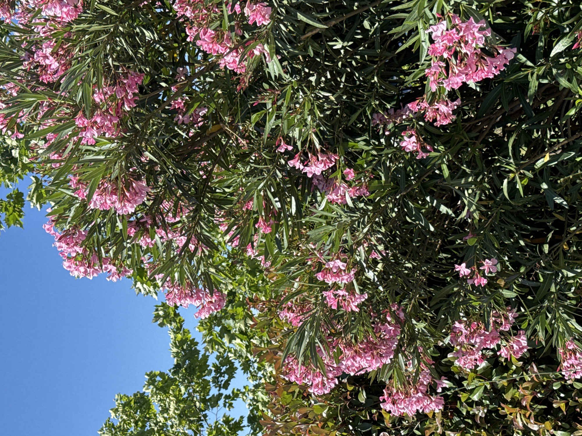 The image shows a view upwards towards a tree with pink flowers, likely oleander, against a clear blue sky. The oleander is the dominant feature, with clusters of pink flowers hanging downwards amidst long, thin green leaves. In the lower left of the frame, there's a glimpse of another tree with broader green leaves, partially obscuring the clear sky. The location is unspecified.