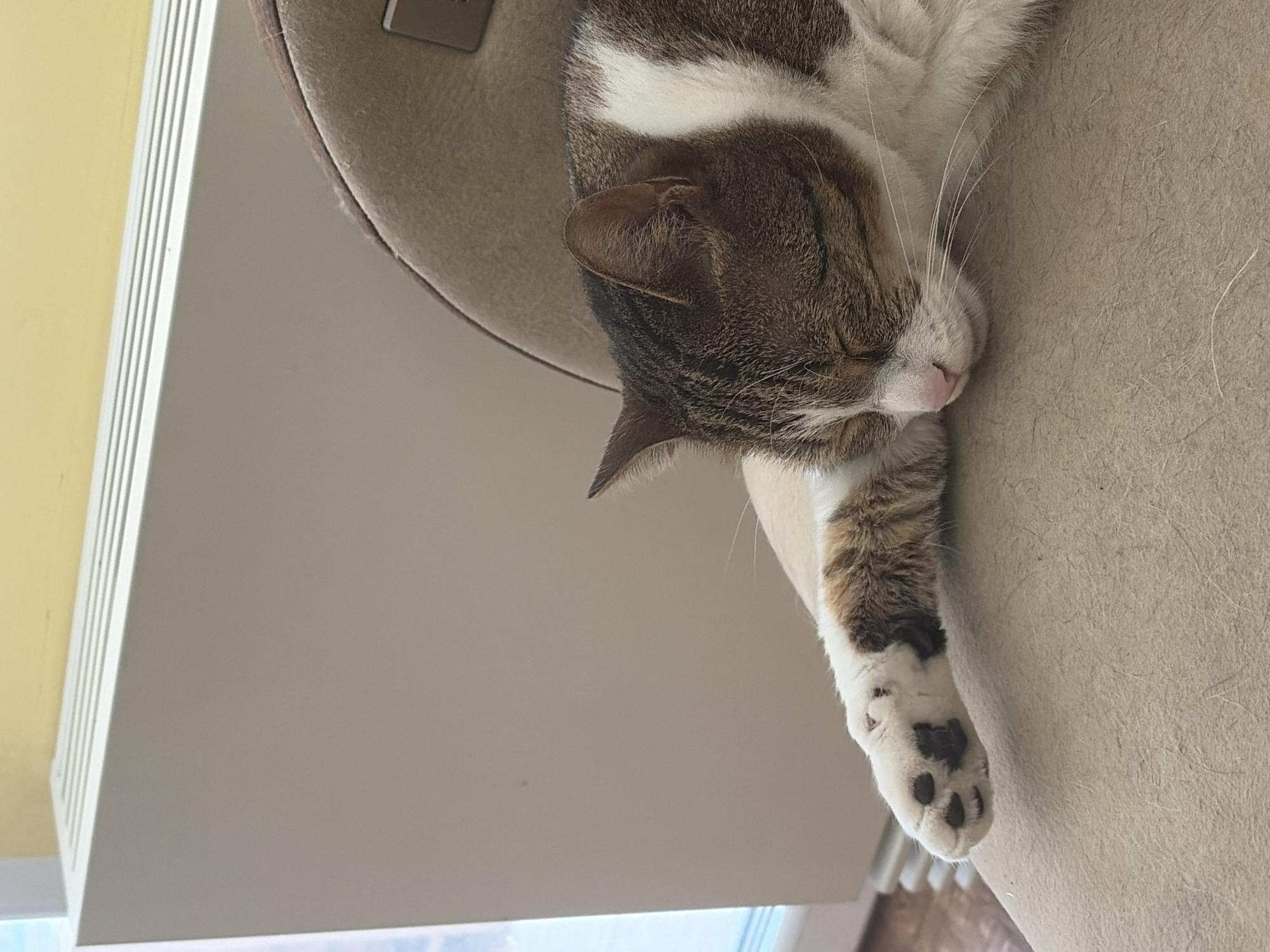 A close-up shot shows a tabby cat sleeping. The cat is lying on its side, with its head resting on its paws. Its eyes are closed, and its body is relaxed. The cat's fur is a mix of brown, white, and black stripes. Its paws are white with black spots. The background is a blurred beige surface, possibly a cushion or blanket. The lighting suggests it is daytime, with soft light illuminating the scene. There are no people visible in the image. The overall mood is peaceful and tranquil, highlighting the cat's contentment in its slumber.