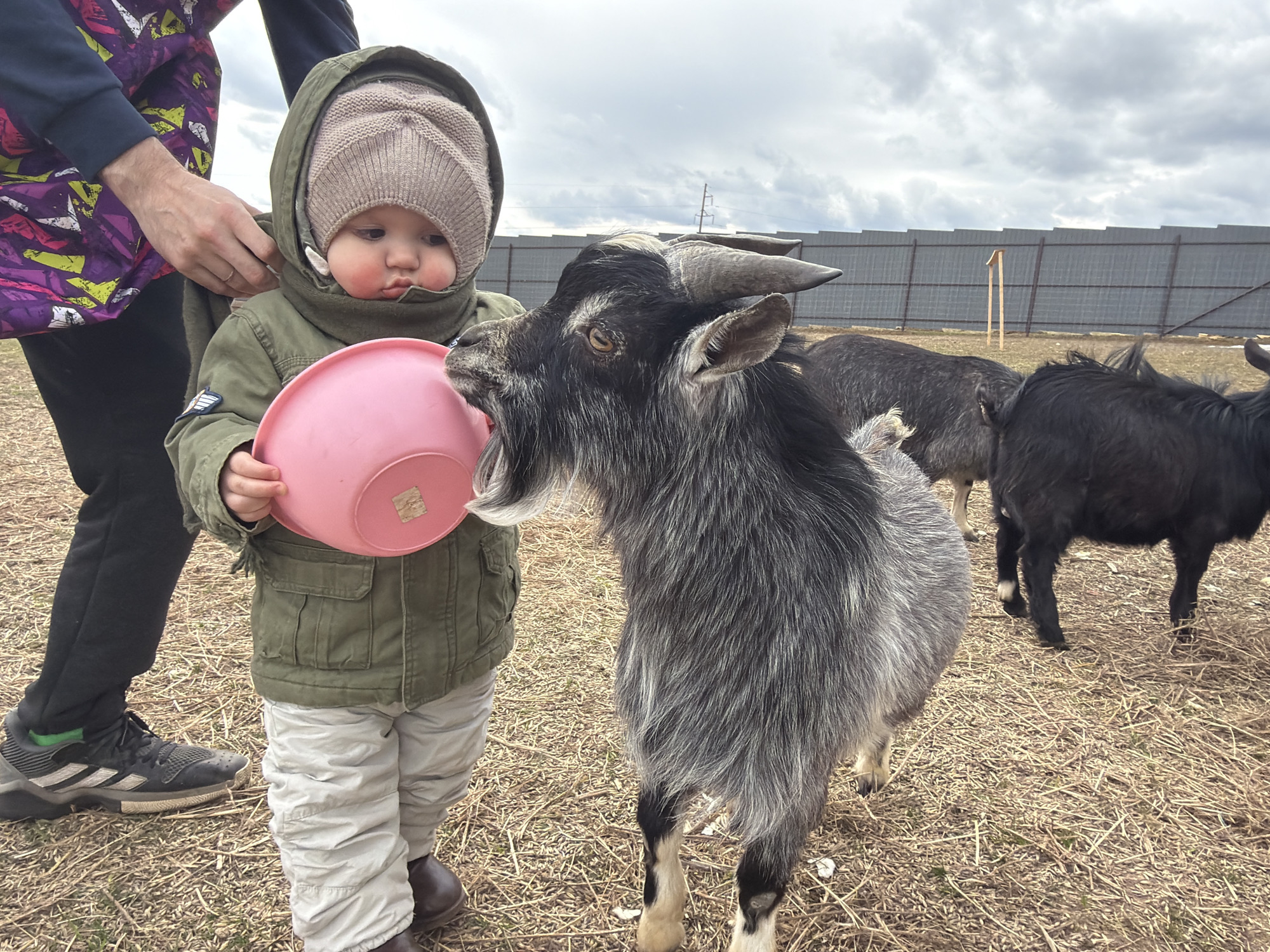 A toddler in a green jacket and tan knit hat stands on dry grass, holding a pink plastic bowl toward a gray and black goat. The toddler is positioned slightly to the left of the frame, with a person's legs visible on the left edge of the frame. The goat is facing the toddler, appearing to interact with the bowl. Behind the main goat, two other goats of black and gray coloring are visible. The background features a fence and an overcast sky. The location is a farm in the city of Nepremennaya Ludzya, Russia.