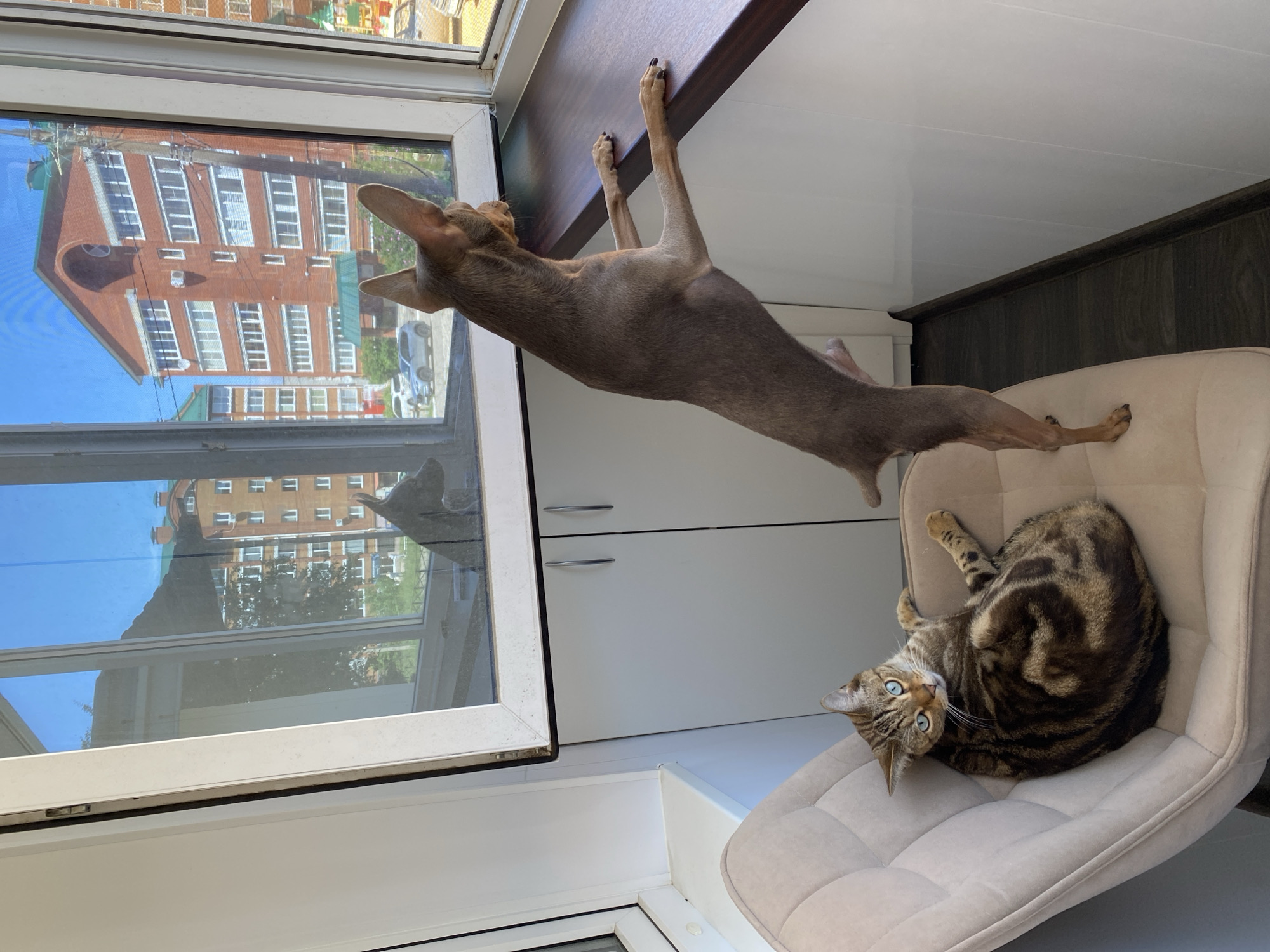 In a small, enclosed balcony space, a tabby cat with striking blue eyes reclines comfortably on a light beige armchair. The cat is positioned on its side, with its legs extended and its gaze directed towards the viewer. Beside the cat, a slender brown dog, possibly a Toy Terrier, stands on its hind legs, peering intently out of a large window that overlooks an urban landscape. The window reveals a bright, sunny day with a clear blue sky, a multi-story brick apartment building with numerous white-framed windows, and other residential buildings in the distance. The balcony floor appears to be dark wood laminate. This scene is set in the city of Chaikovsky, Russia.