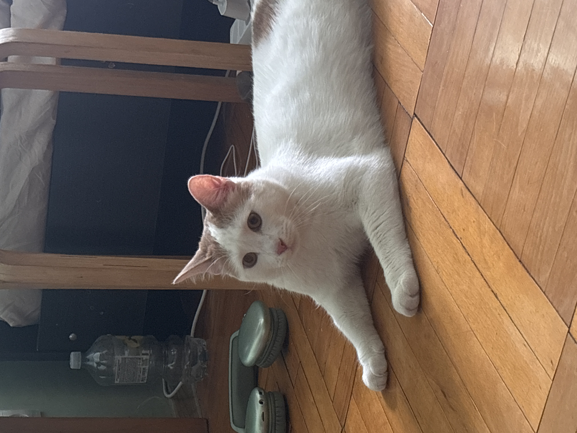 A white and ginger cat is lying on a wooden floor. The cat is facing the camera with its front paws extended. The cat has ginger markings on its head and back. In the background, there are some objects, including a plastic bottle and what appear to be two electronic devices. The lighting suggests the image was taken indoors during the daytime. There is no information in the image to determine the location in the city of Vsevolozhsk, Russia.