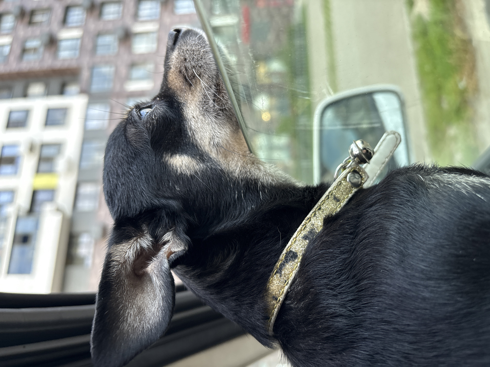 The media file shows a close-up shot of a dog's head, looking out of a vehicle window. The dog appears to be a black and tan Dachshund, with its head tilted upwards, perhaps observing something outside. The dog is wearing a collar that is gold with black speckles, and a small bell is attached to it. The background is blurred, showing buildings and greenery, suggesting an urban or suburban setting. The lighting indicates it is daytime. The dog's expression is curious and attentive. The scene is captured from a low angle, emphasizing the dog's perspective. No visible text is present in the media file. The location context is Mytishchi, Russia.