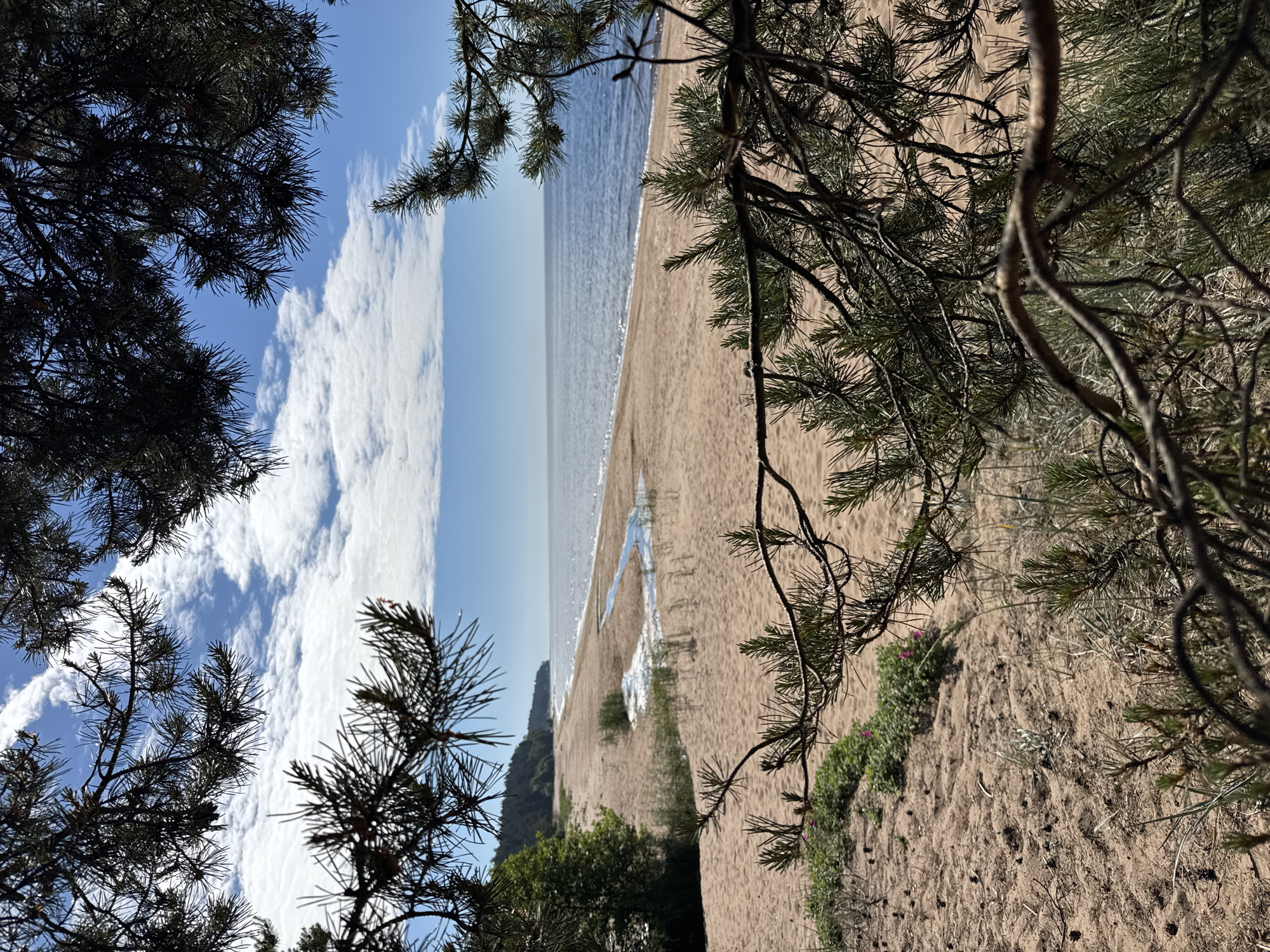 The image depicts a natural scene at a beach in Zelenaya Roshcha, Russia, viewed through the branches of pine trees. The foreground is dominated by the textured brown sand of the beach, with scattered pinecones and sparse green vegetation. In the mid-ground, a narrow stream of water meanders across the sand, leading towards the sea. Beyond the stream, the sandy beach stretches out, meeting the calm, blue water of the sea. A dense green forest lines the distant coastline. The sky above is a clear blue, dotted with fluffy white clouds. The overall impression is one of a serene and natural coastal environment.