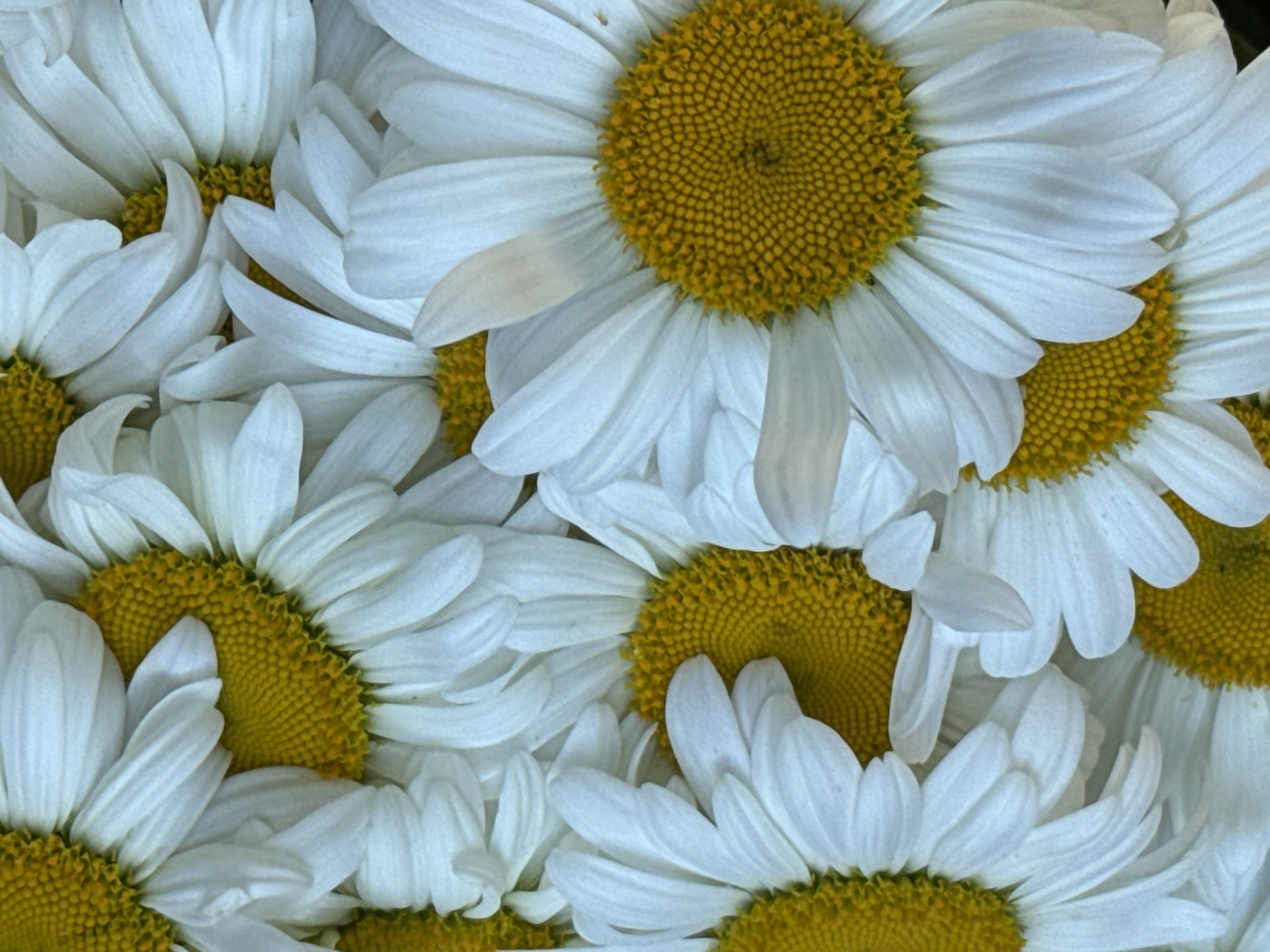 This is a close-up, overhead, full-frame photograph of a dense collection of white daisies with bright yellow centers. The flowers are tightly packed, with their petals overlapping and creating a textured surface. The lighting is bright and even, with no discernible shadows, suggesting an overcast day or a controlled lighting environment. There are no people, animals, or any elements of a city or urban environment visible in the image. The focus is entirely on the floral subject.