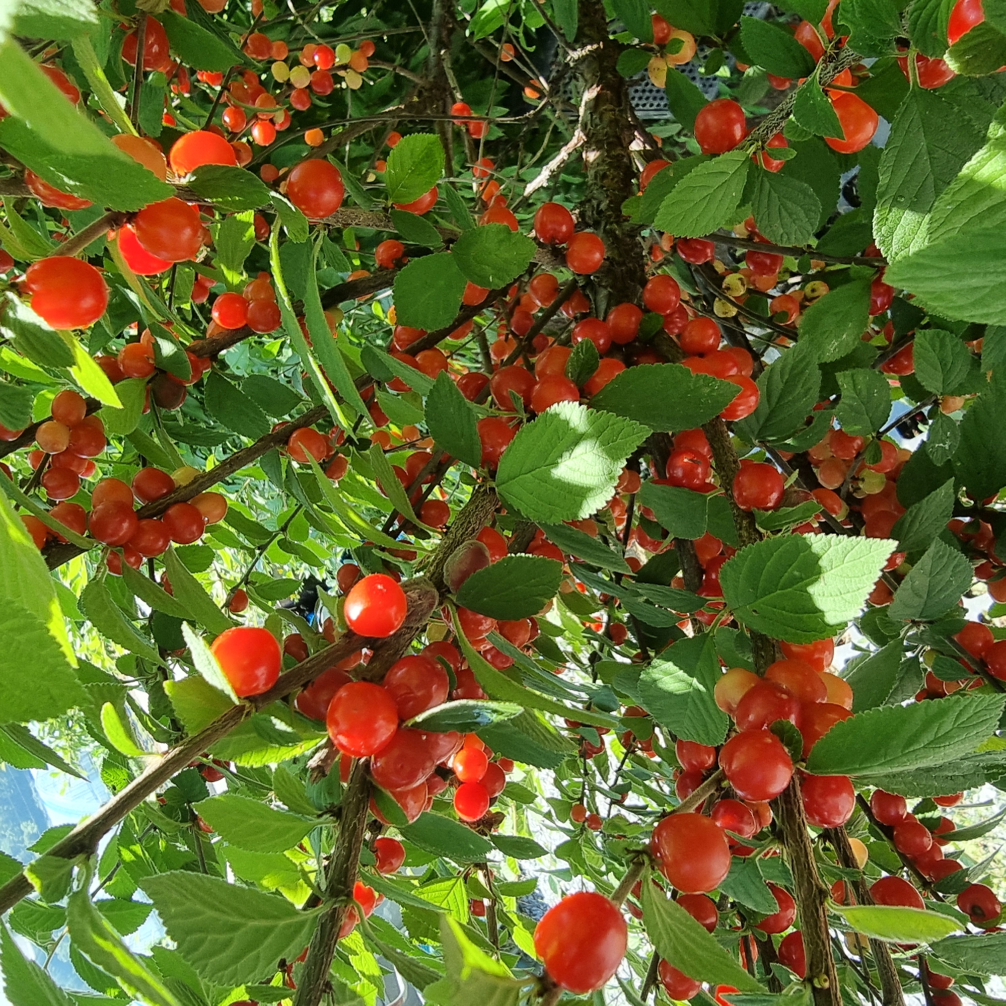 A close-up, eye-level shot captures a dense cluster of ripening red fruits on a tree branch, with lush green leaves surrounding them. The fruits are small and round, varying slightly in color from bright red to a more orange-red hue. Some are clustered tightly together, while others hang individually. The tree branches are brown and gnarled, supporting the weight of the abundant fruit. The background is out of focus, but suggests an outdoor environment with some structures and possibly other vegetation. The image does not contain any people, and no specific actions or interactions are depicted. The overall impression is one of nature's bounty in a rural setting, likely a fruit orchard or garden. The image was taken in Dunnae-myeon, South Korea.