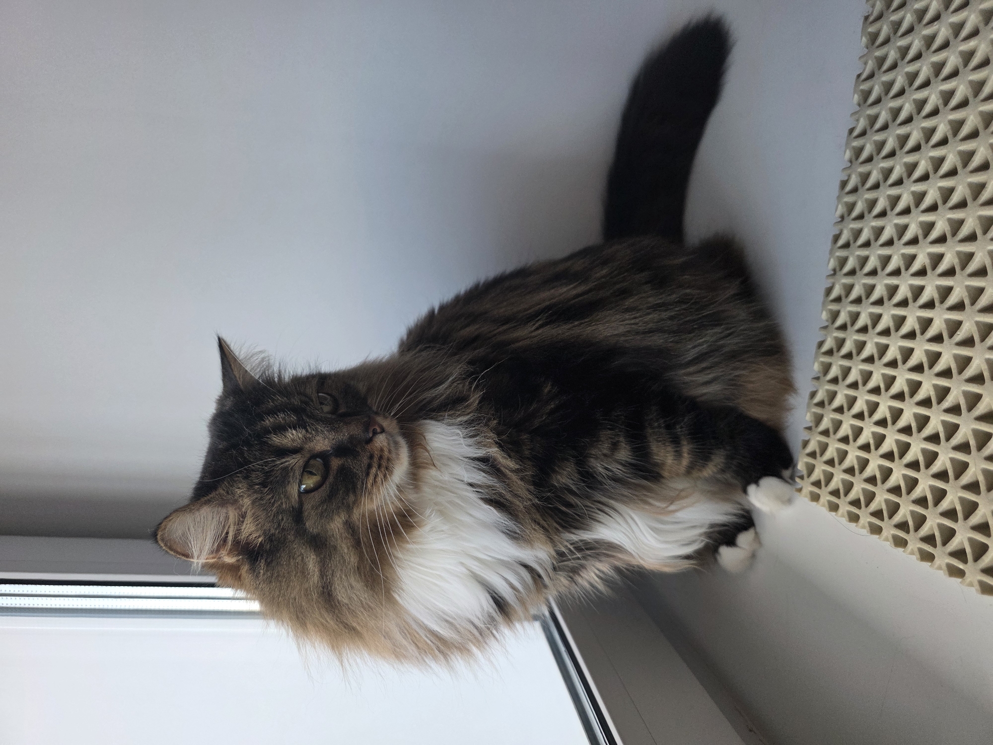 A long-haired tabby cat with white fur on its chest sits on a white windowsill. The cat is facing to the right, with its body angled slightly towards the viewer. Its fur is a mix of brown, black, and white. To the right of the cat, there is a beige mat with a honeycomb pattern. The background is a plain white wall. The image appears to be taken indoors, possibly in a residential setting. The scene is well-lit, with natural light coming from the window on the left.