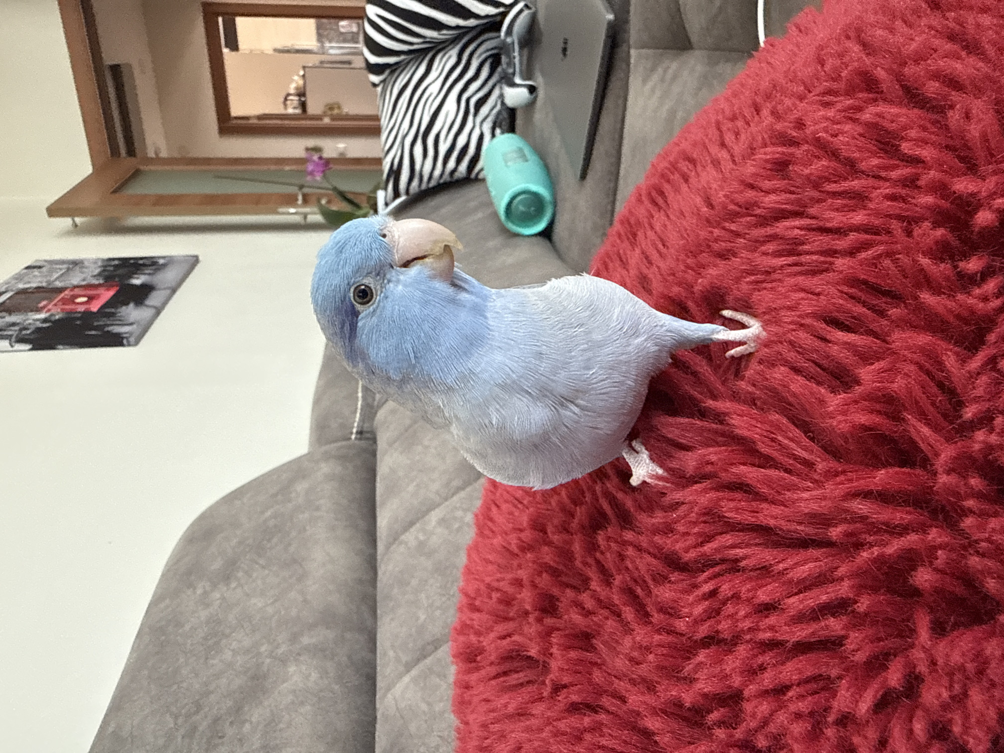 A blue parakeet is perched on a red fluffy pillow, which is placed on a gray sofa. The parakeet is looking to the right of the frame, with its beak slightly open. In the background, there is another pillow with a black and white zebra pattern, a teal-colored object, and a laptop. A framed picture of a red tram is hanging on the wall. The room appears to be a living room.