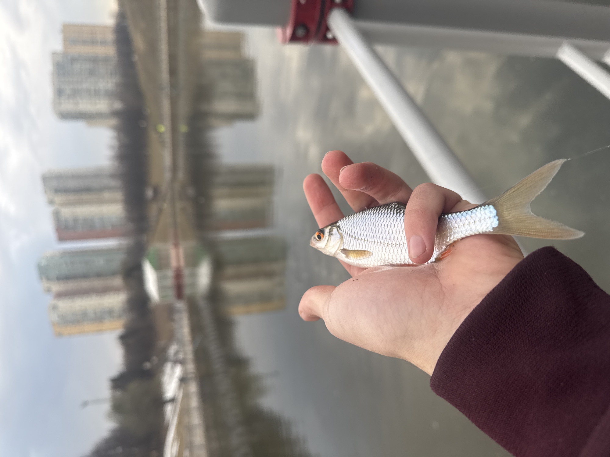 A hand holds a small fish over a body of water. The fish is silver with a forked tail and a small dorsal fin. The hand is fair-skinned. Reflected in the water are high-rise buildings, indicating an urban environment. The presence of a white metal structure with red joint likely from a boat, combined with the background reflection, suggests the scene is on the Moscow River in Moscow, Russia.