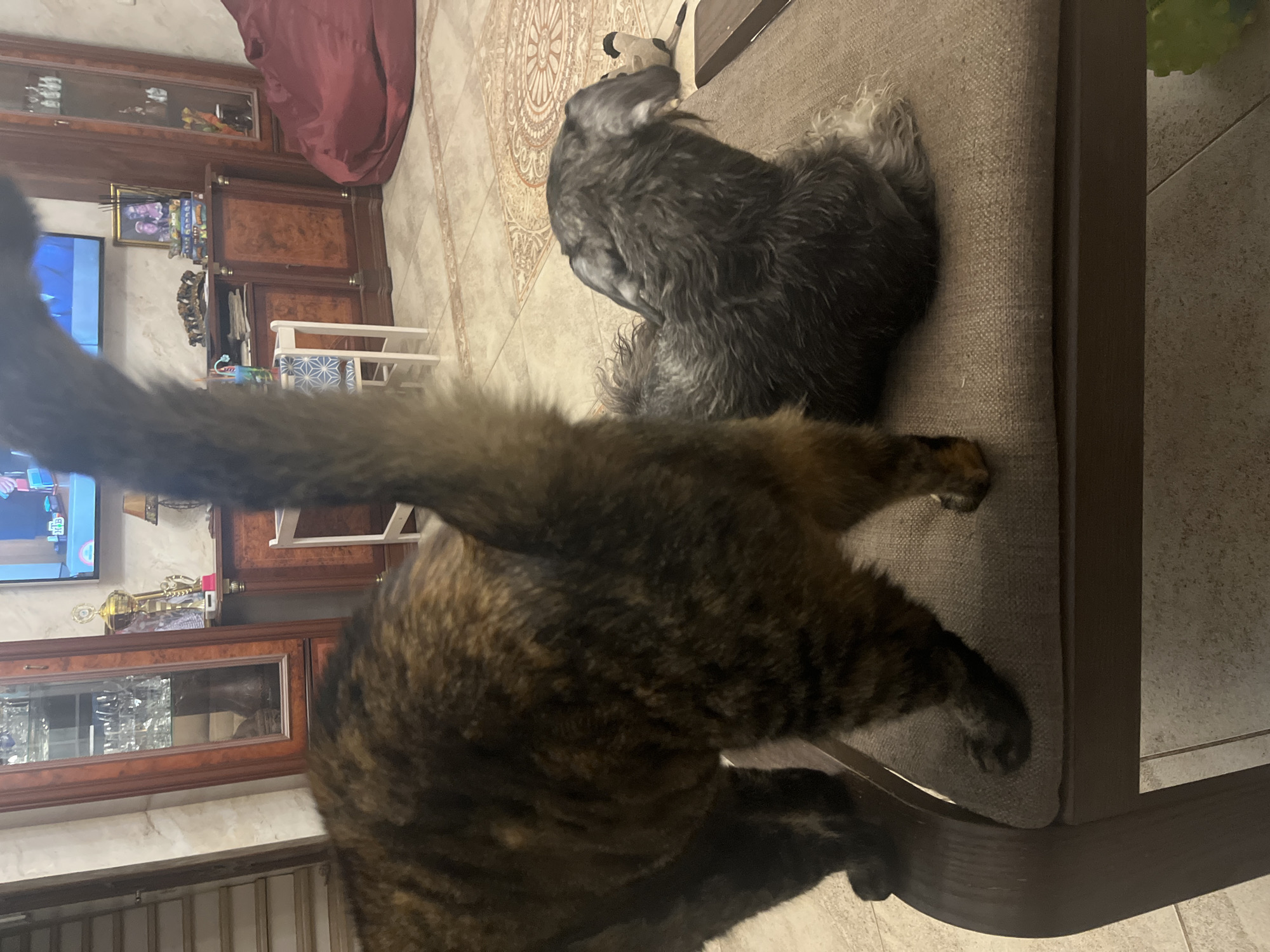 The image shows two pets, a cat and a dog, in an indoor setting, possibly a living room. A cat, with tortoiseshell fur, is standing and facing away from the camera, with its tail raised. A small, grey, wiry-haired dog, possibly a schnauzer, is lying down on a chair or bench, facing away from the camera. The background includes furniture, a television screen, and a tiled floor. The setting appears to be domestic. There is no information in the image to indicate the location is Vladimirovka, Russia.
