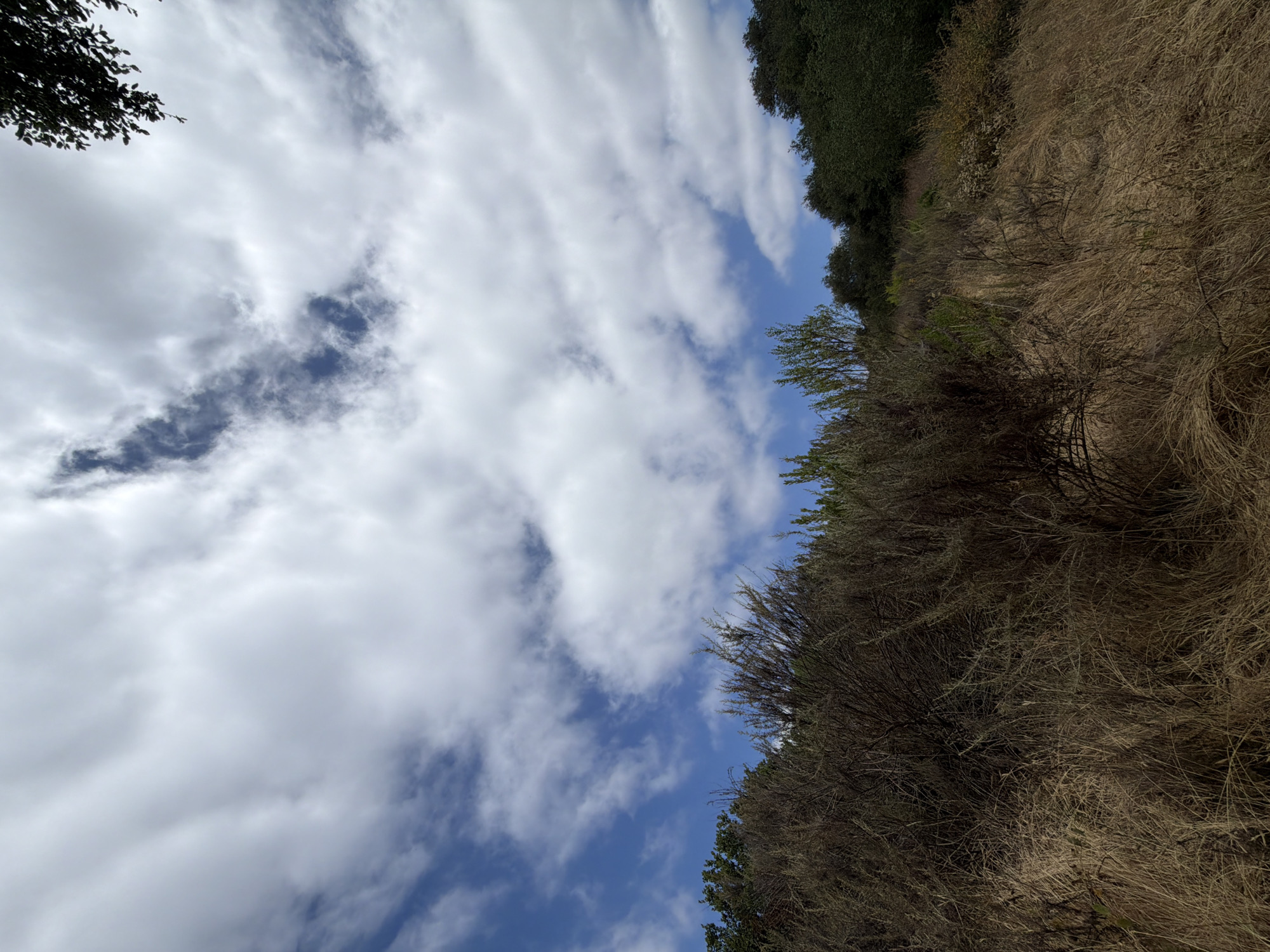 The image is an outdoor, low-angle shot taken on a hillside in Aliso Viejo, United States of America. The foreground is dominated by dry, brown grass and the dense, leafless branches of a shrub. The midground shows more of the dry vegetation along with sparse green foliage and the darker green canopy of trees further up the slope. The background consists of a bright blue sky filled with large, white, puffy clouds, with a few darker clouds present as well. The lighting suggests it is daytime, possibly late morning or early afternoon. There are no people or animals visible in the image.