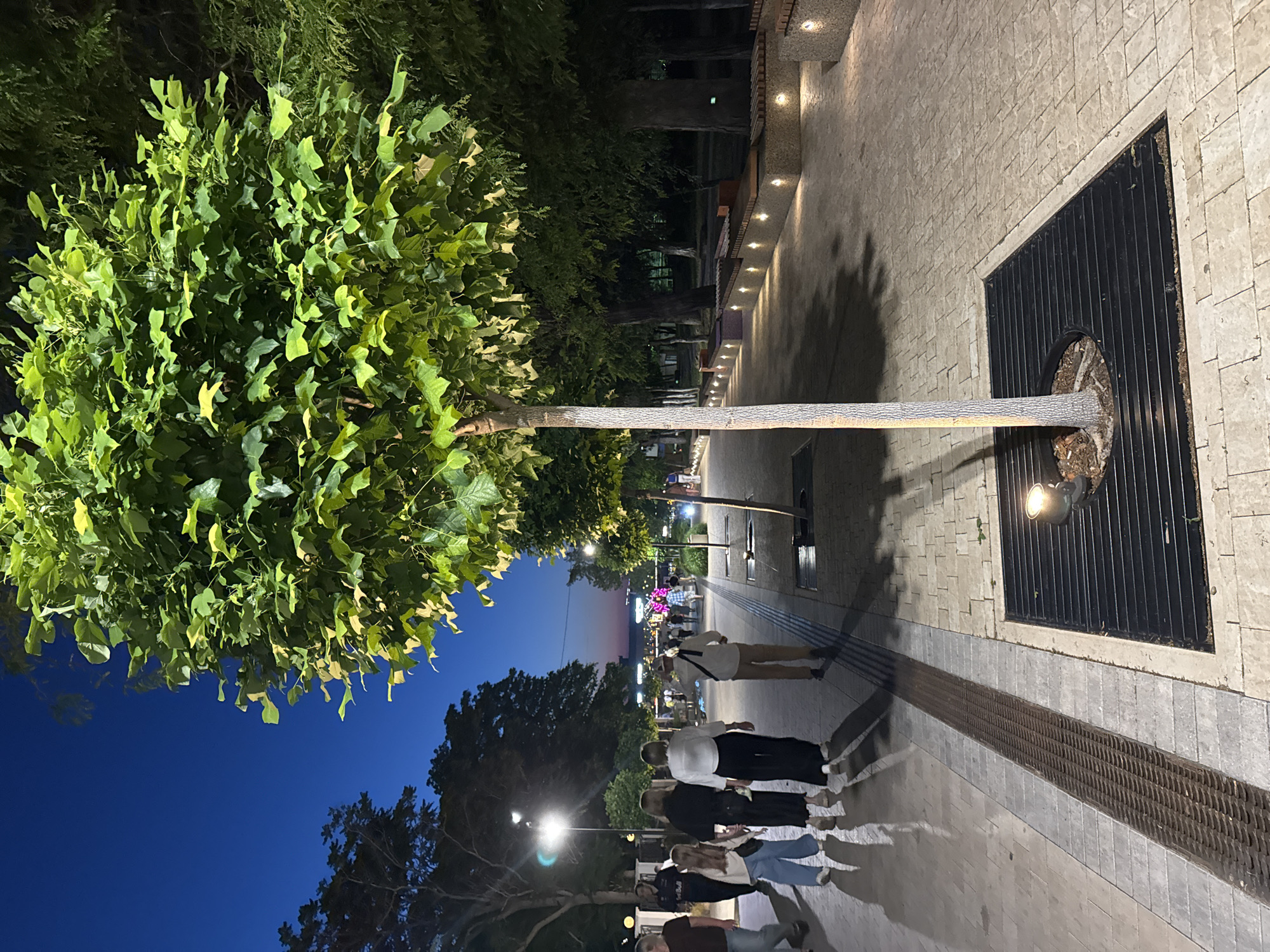The image shows a tree-lined pedestrian promenade at dusk in Anapa, Russia. The promenade is paved with light-colored stones and features a drainage grate along the left side. Several trees are planted along the promenade, including a prominent tree in the foreground with lush green foliage. Benches with integrated lighting are situated along the right side of the promenade. Several people are walking along the promenade, casting long shadows. The sky is a deep blue with hints of orange and pink near the horizon. In the background, buildings and lights of the city are visible.